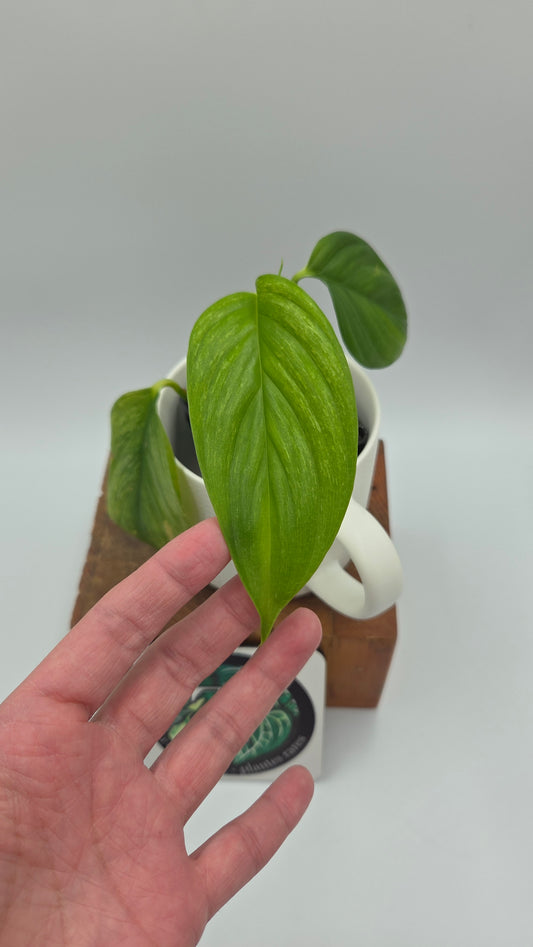 Scindapsus Longistipitatum Mint (SCI-1316)