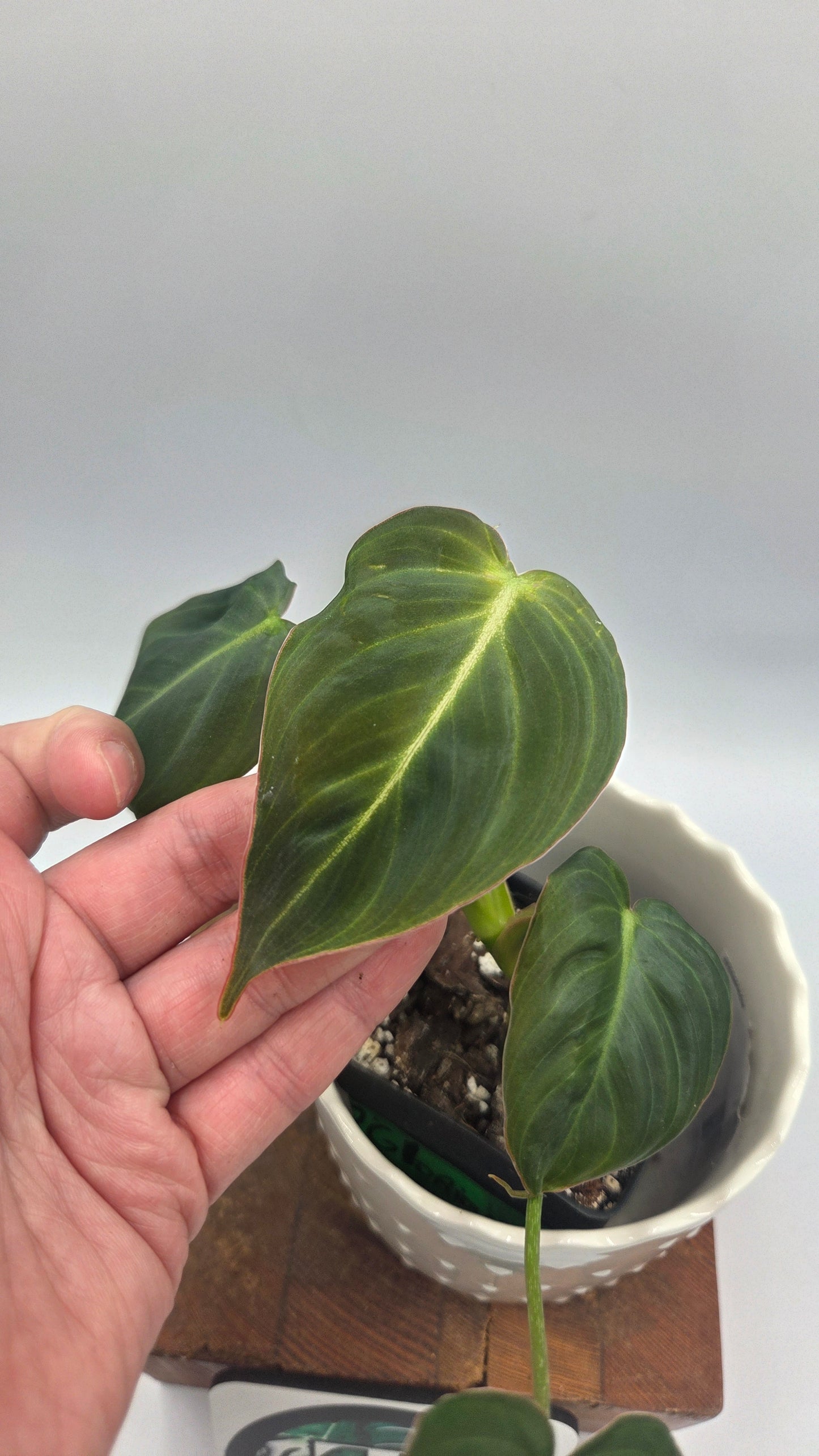 Philodendron Glorious (PHI-1038)