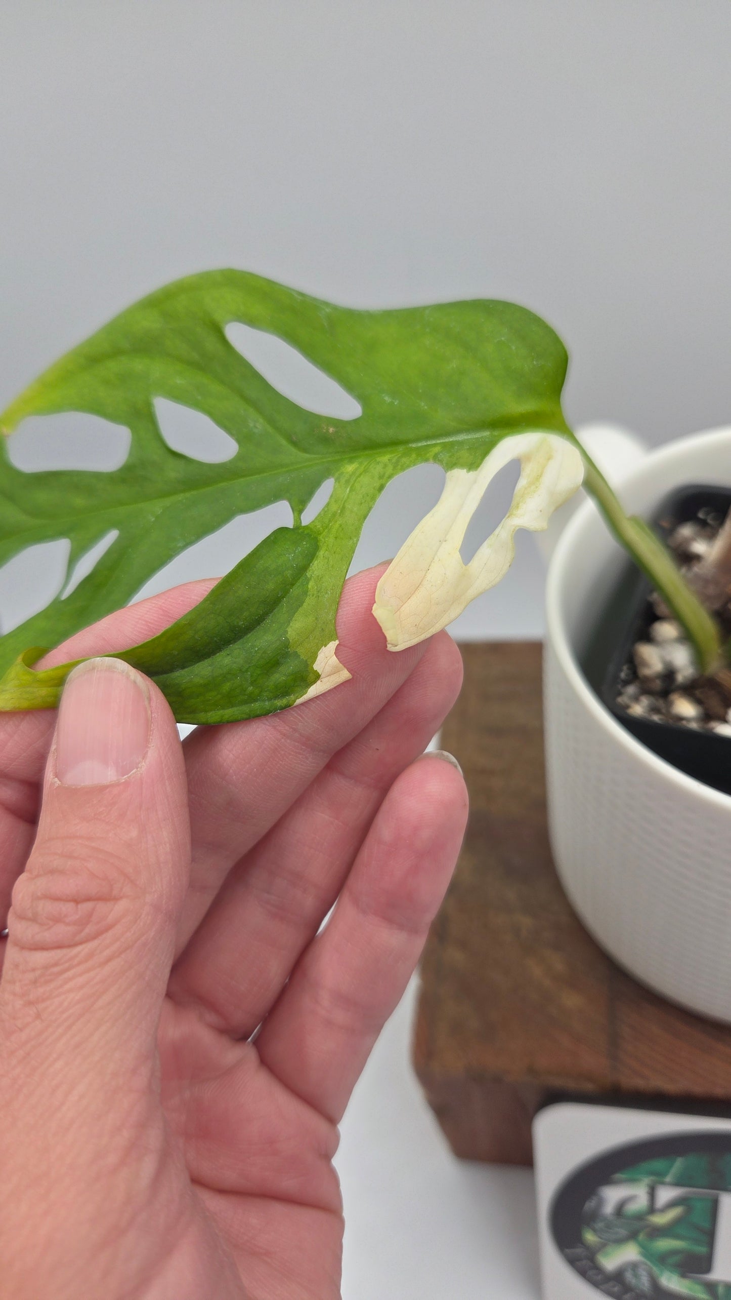 Monstera Andasonii Tricolore (MON-536)
