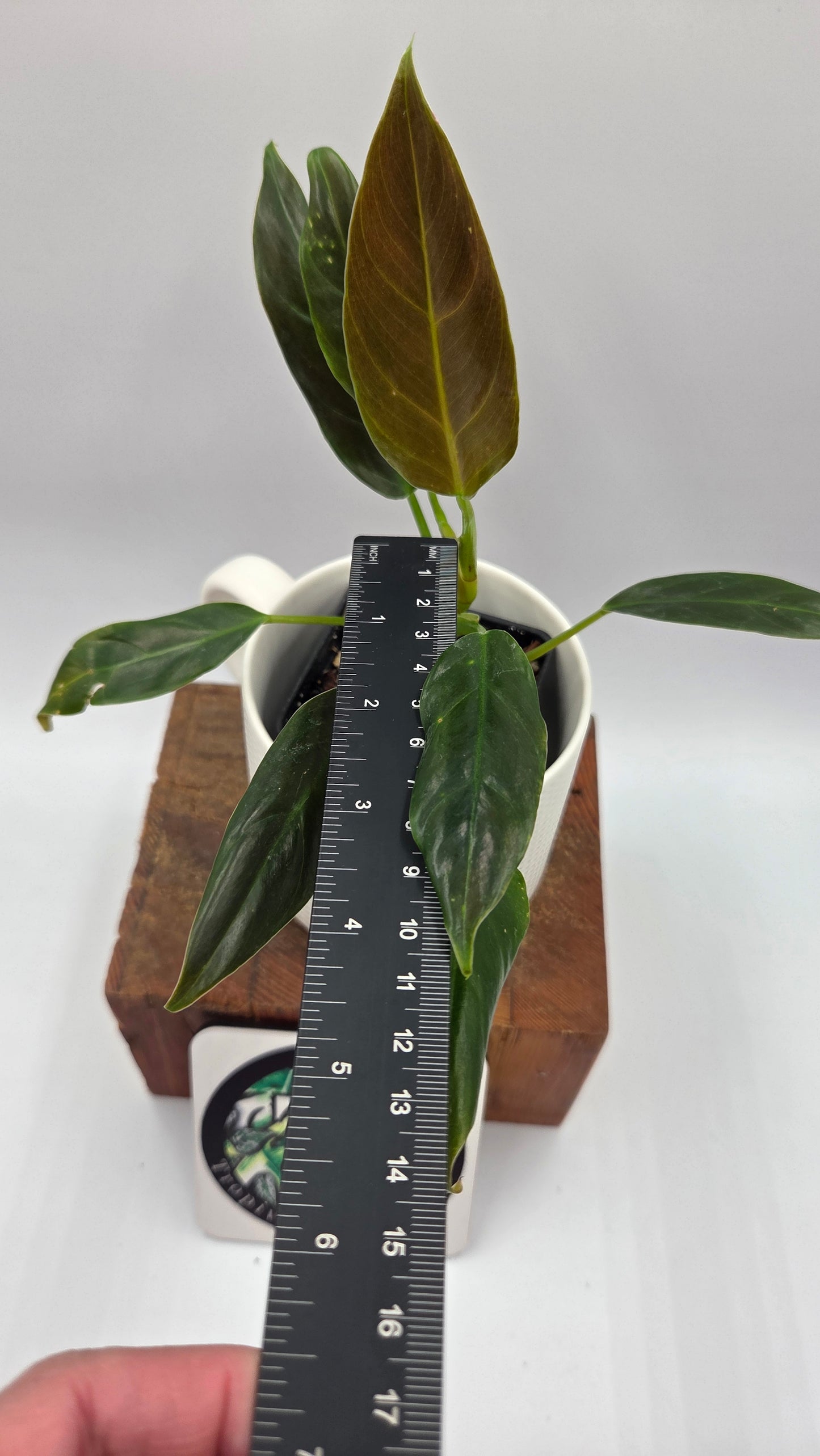 Philodendron Subhastatum Blood (PHI-1029)