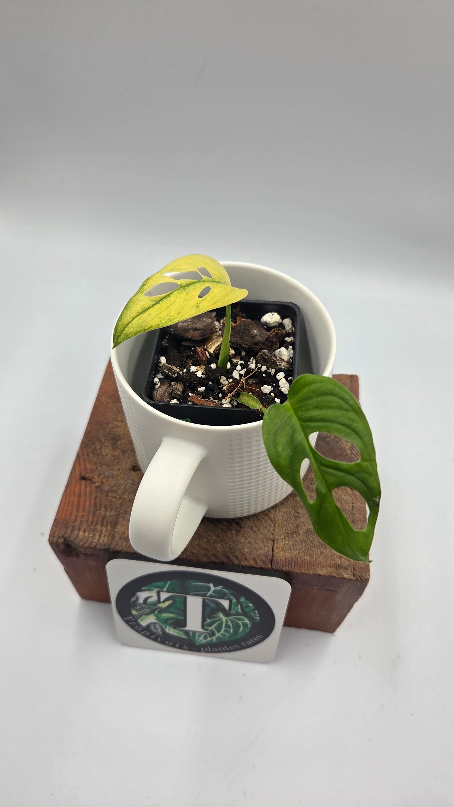 Monstera Andasonii Archipelago Ghost (MON-566)