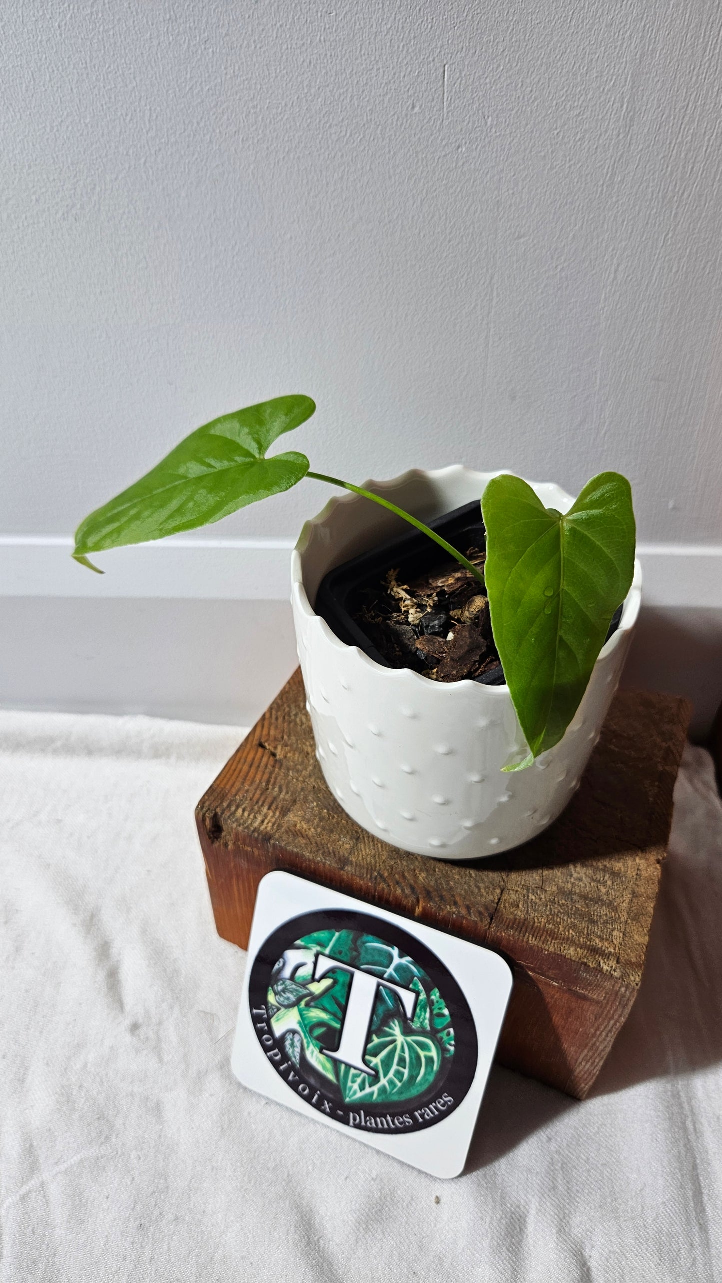 Anthurium Balaoanum "format PETIT" (ANT-555)