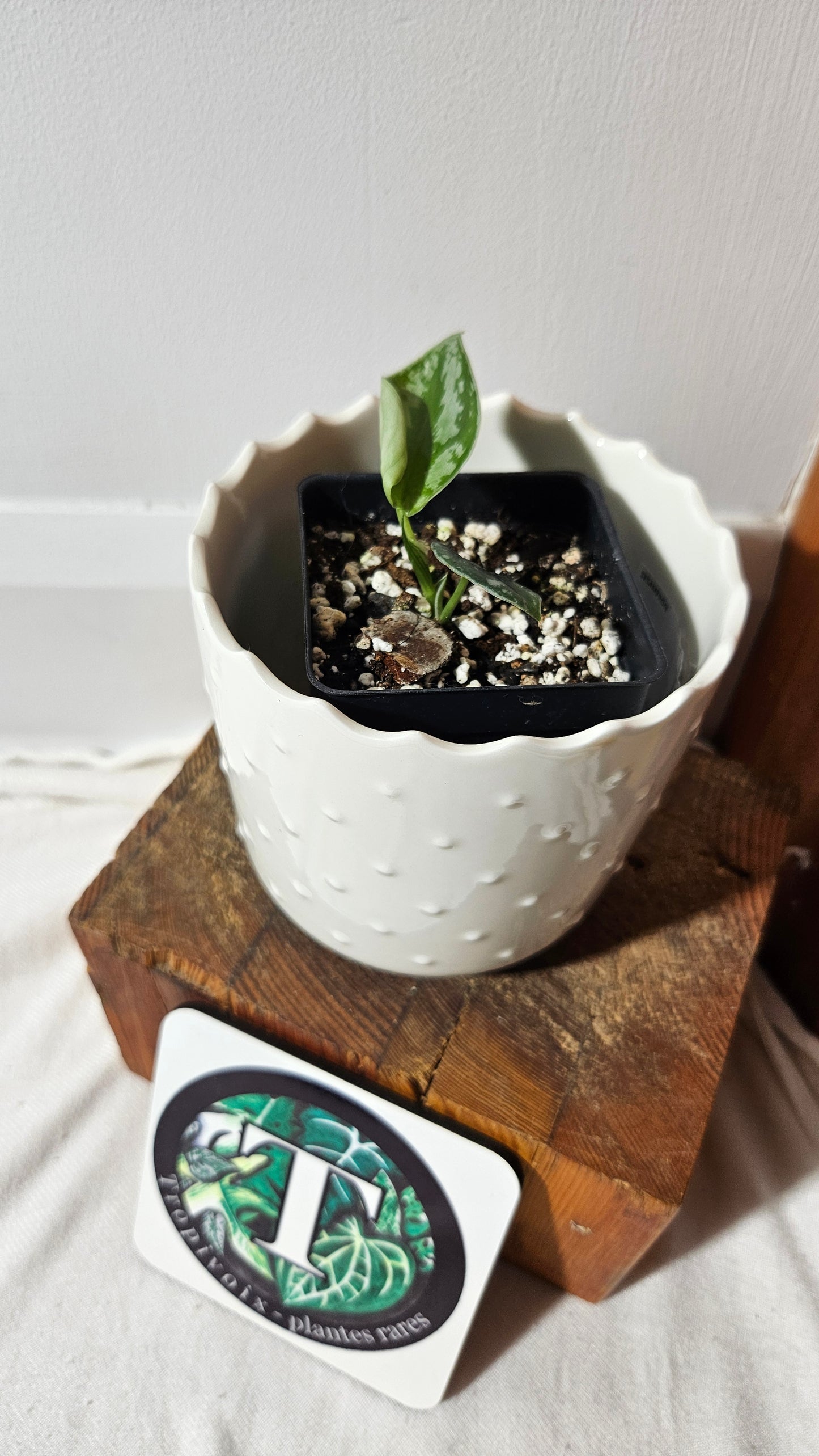 Scindapsus Dark Tricolore (SCI-1040)