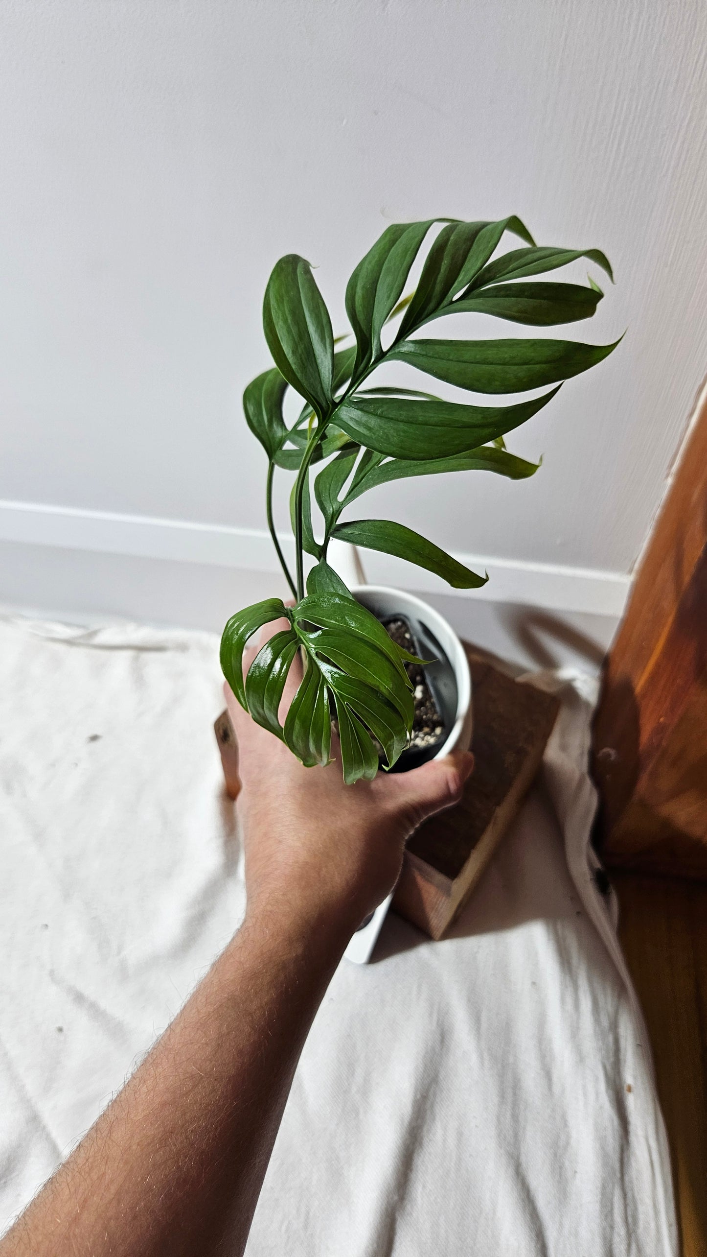 Monstera Subpinnata (MON-203)