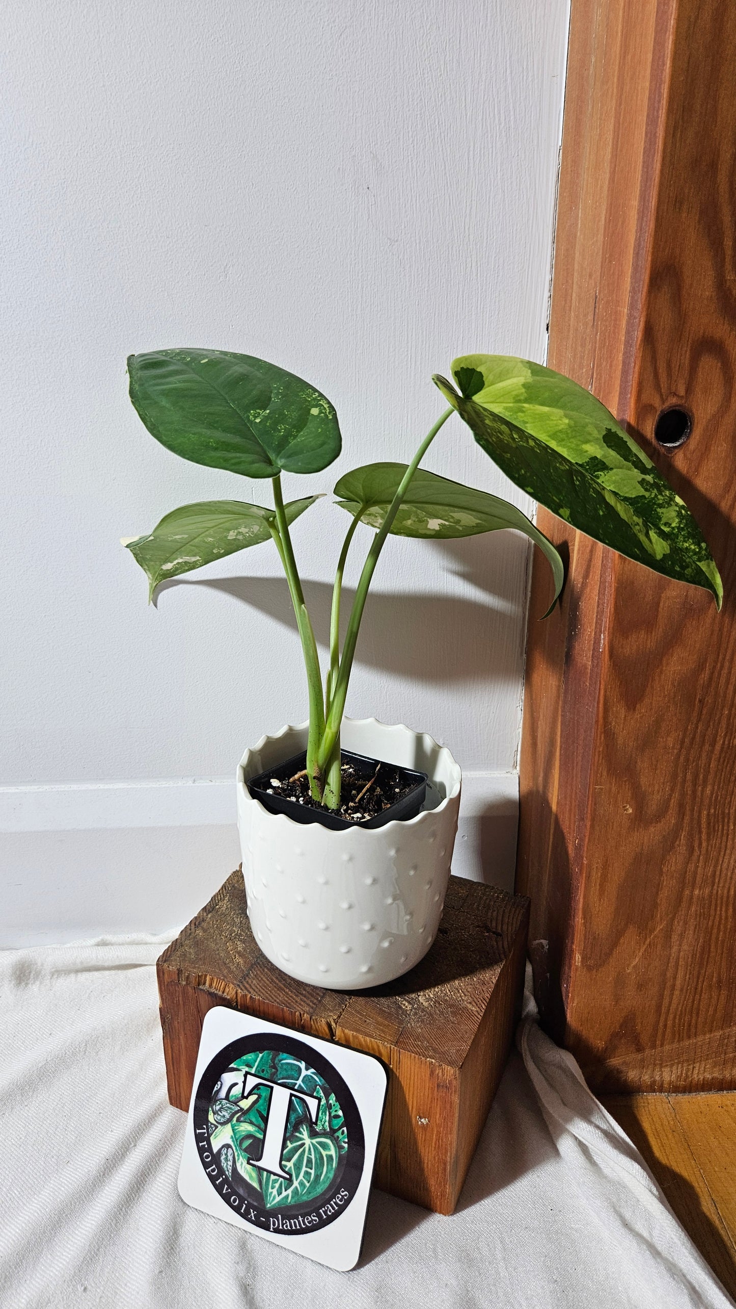 Syngonium Chiapense Albo (SYN-451)