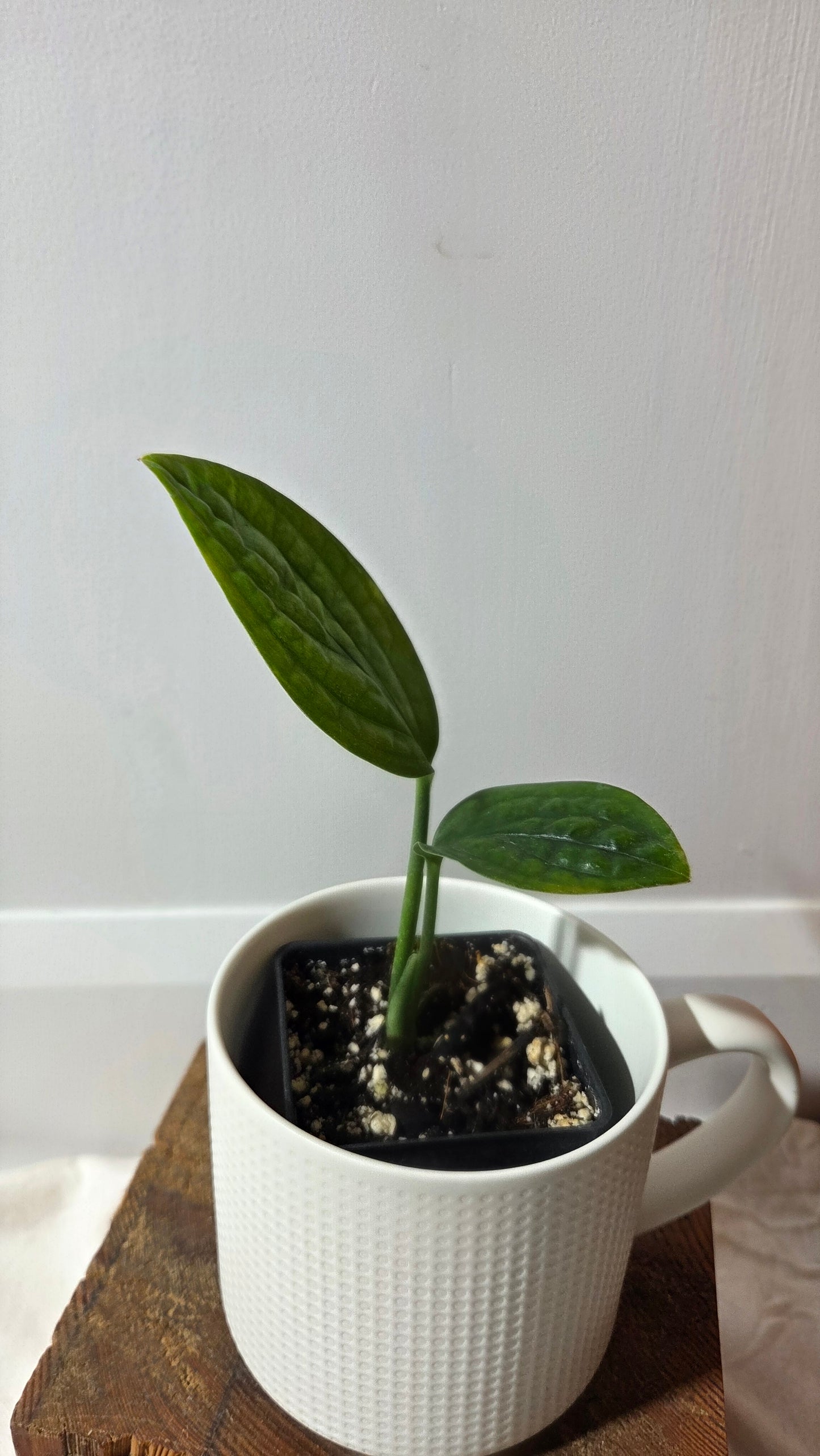 Monstera Karstenianum/Peru Variegata REVERT (MON-503)