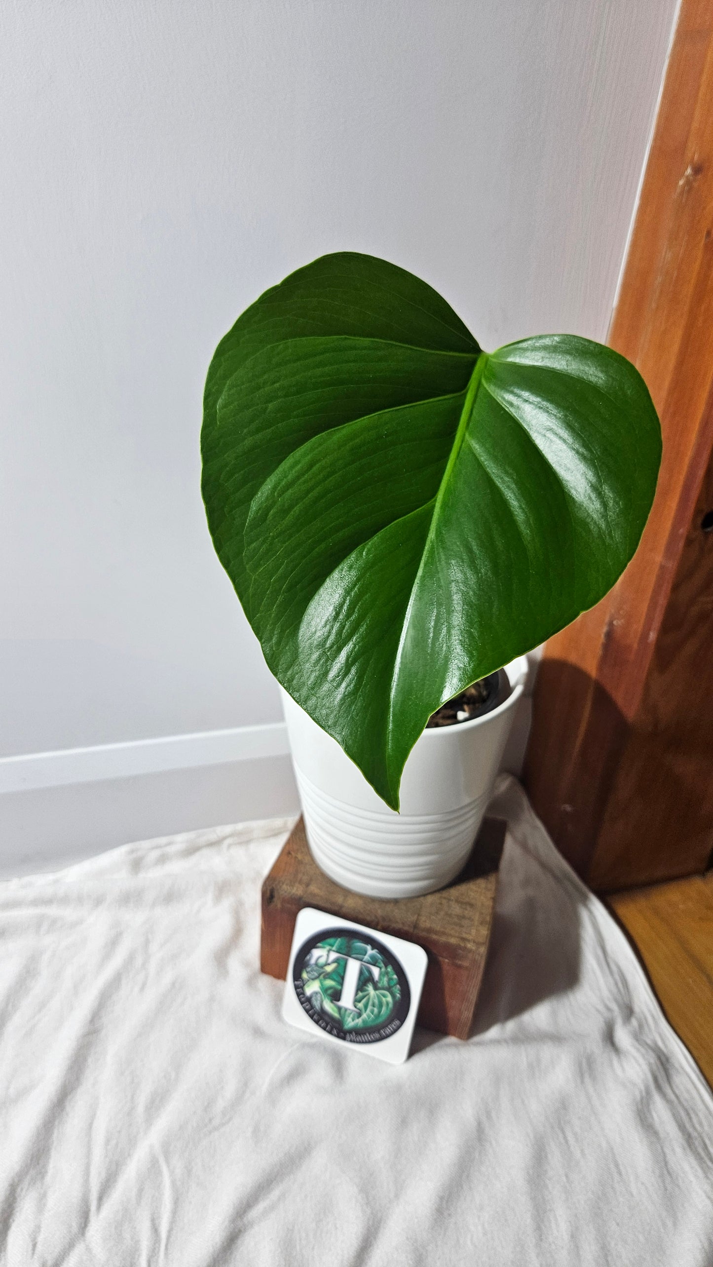 Monstera Brazilian Form (MON-450)