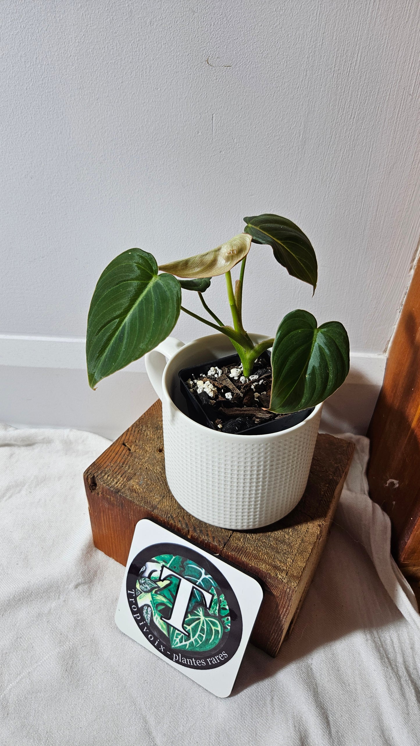 Philodendron Glorious (PHI-949)