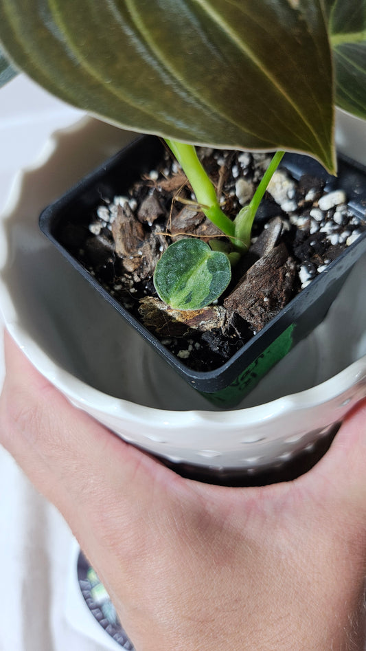 Philodendron Melanochrysum Variegata (PHI-552)