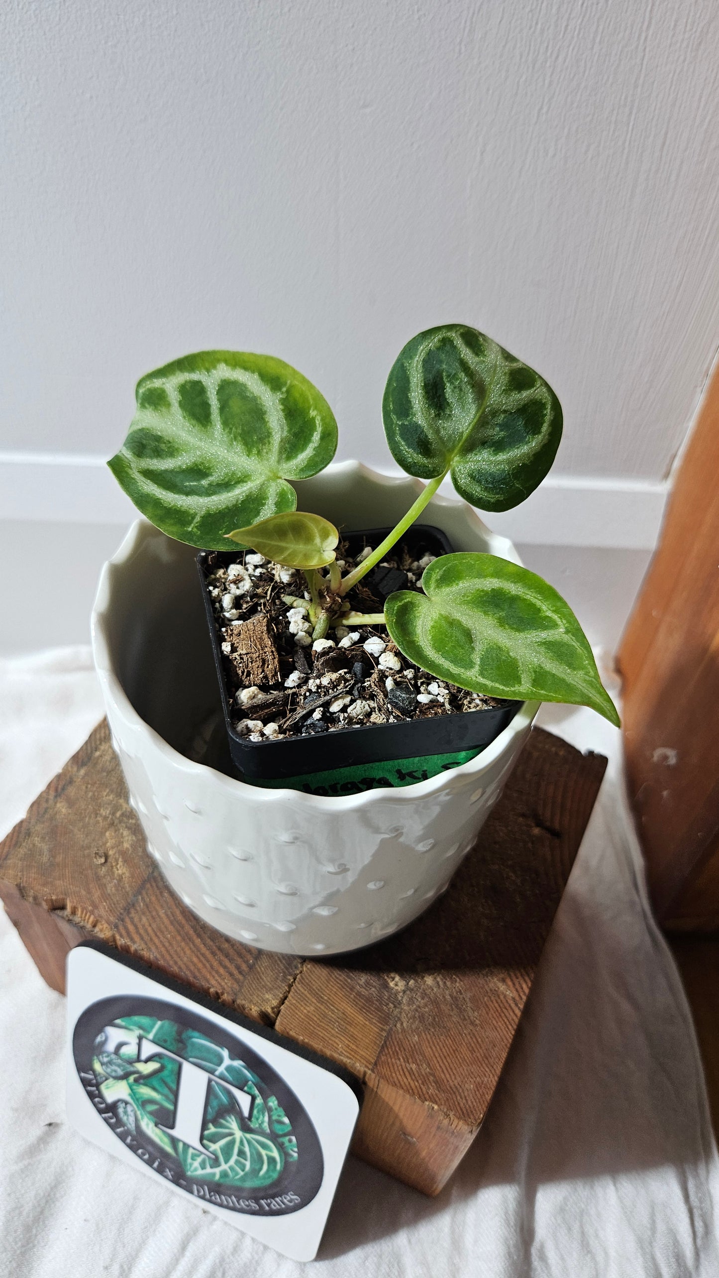 Anthurium Dorayaki Silver "format PETIT"( ANT-582)