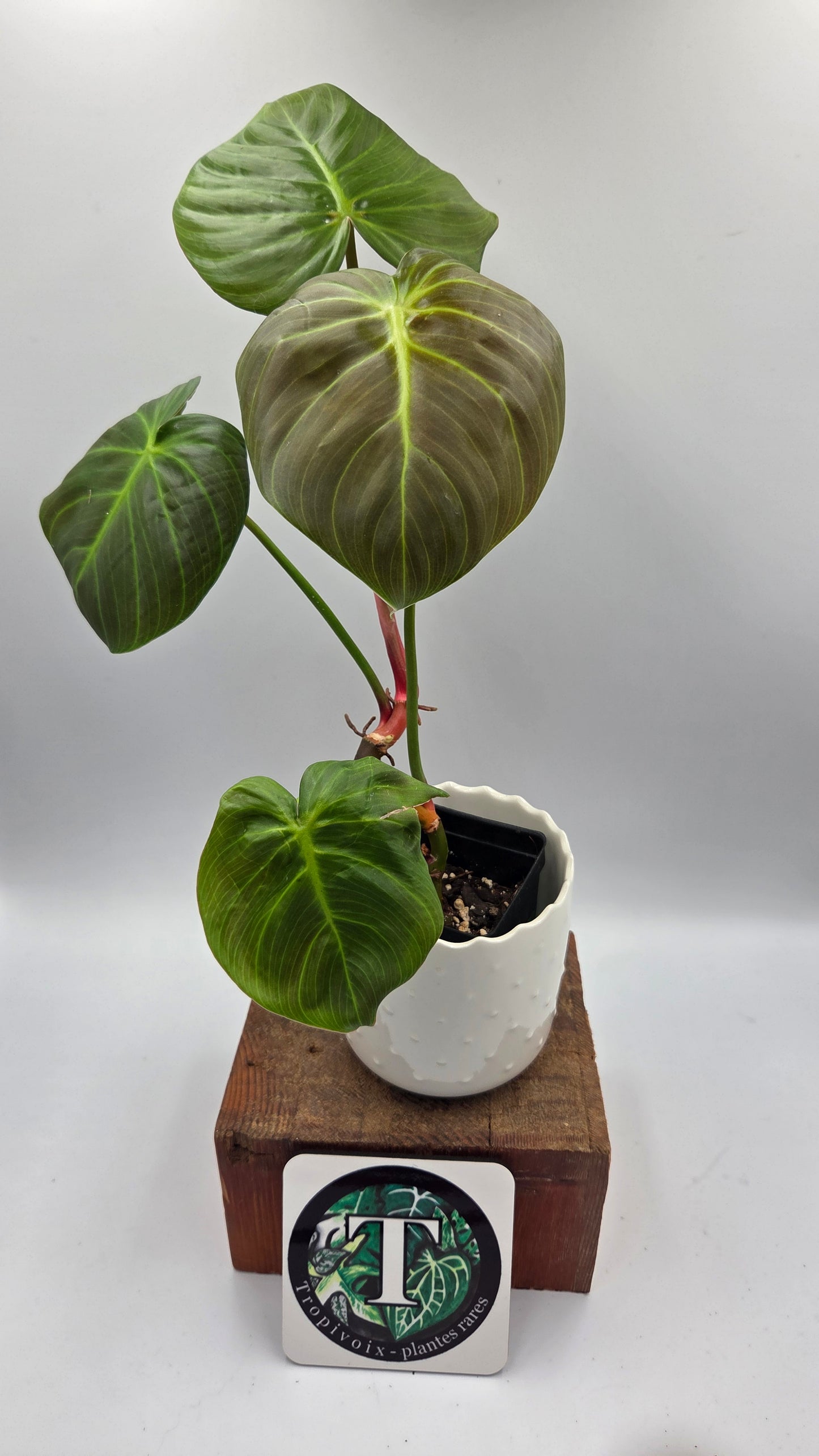 Philodendron Célébration/(Rubrijuvenile X Pastazanum) (PHI-929)