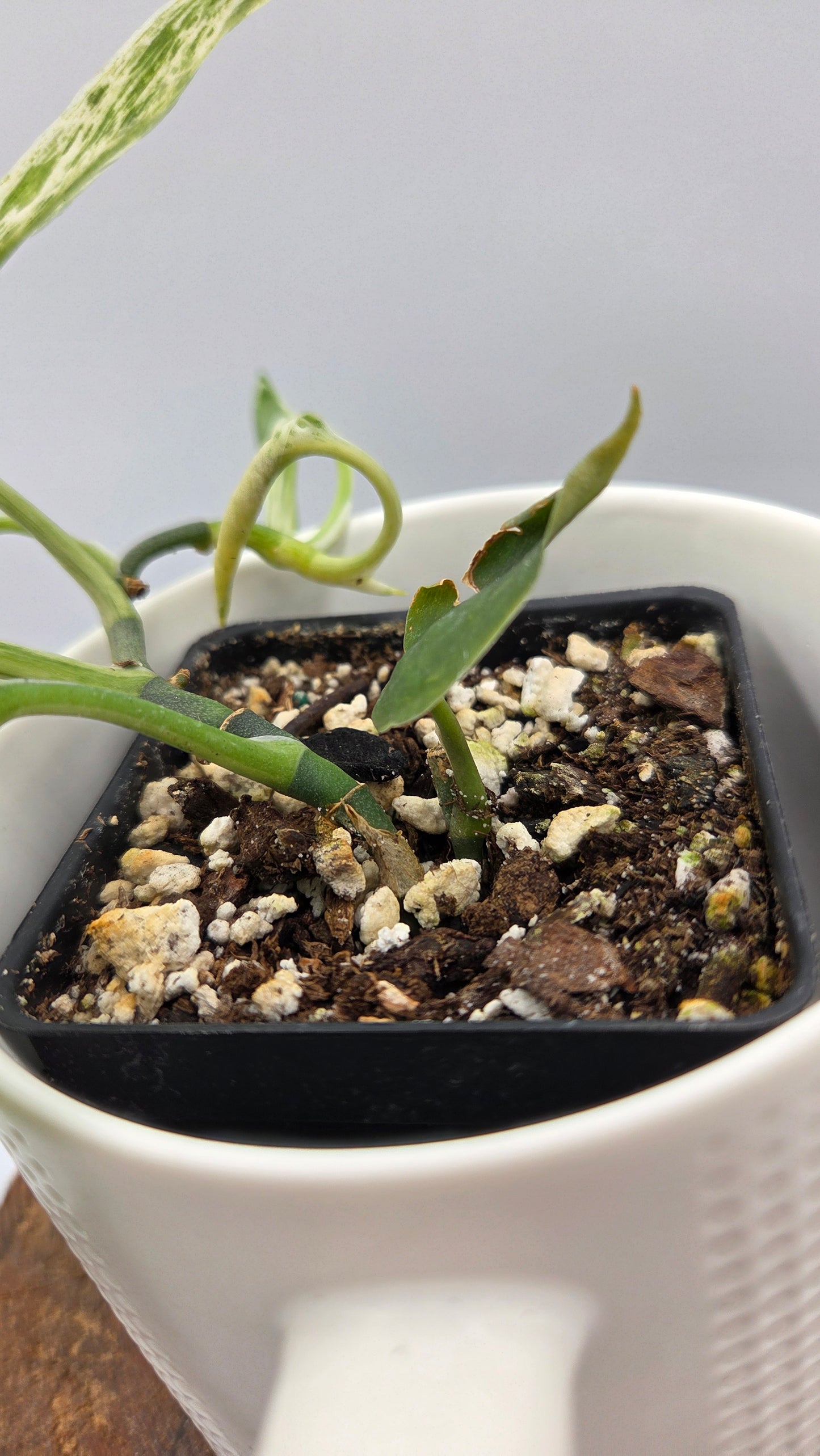 Scindapsus Silver Splash Dark Variegata (SCI-841)