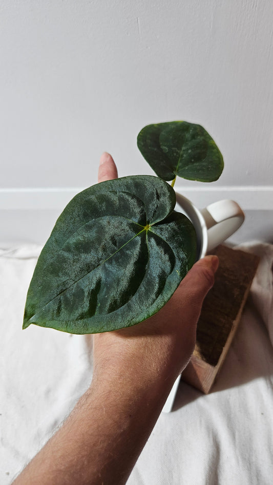 Anthurium Blue Papillilaminum "format PETIT" (ANT-630)