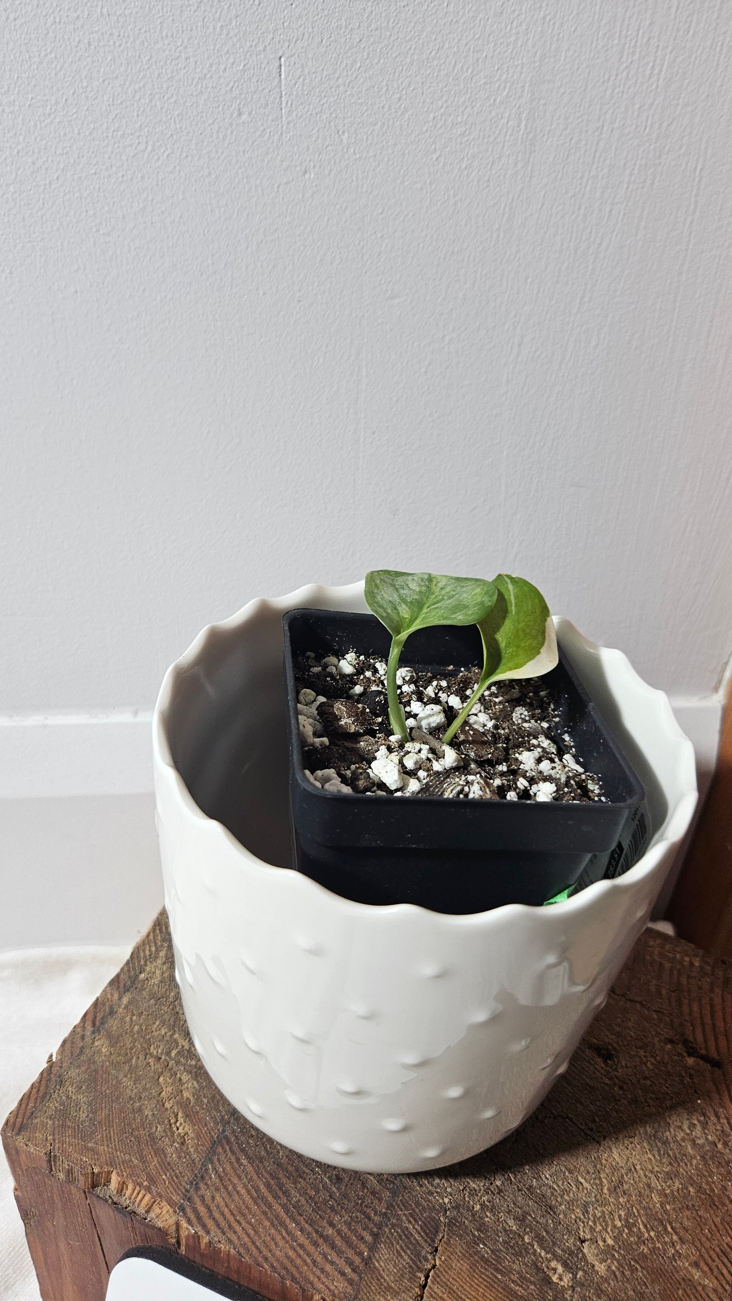 Scindapsus Geulis (SCI-795)