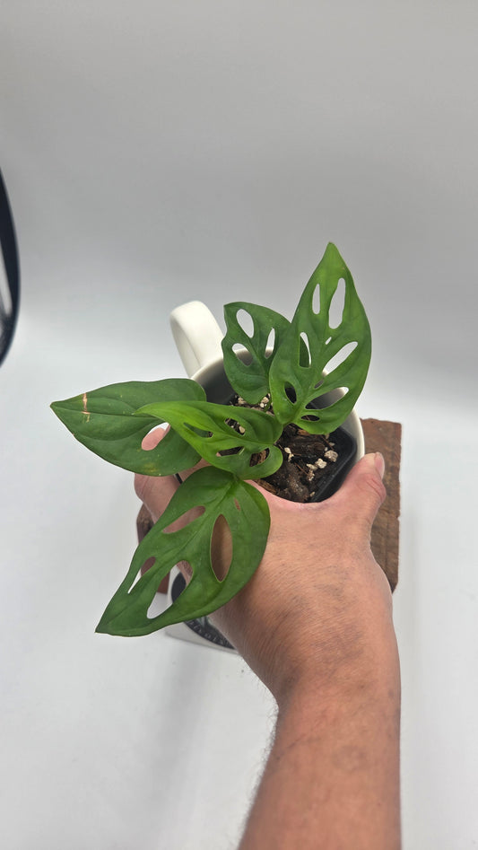 Monstera Obliqua aff La Bonita (MON-525)