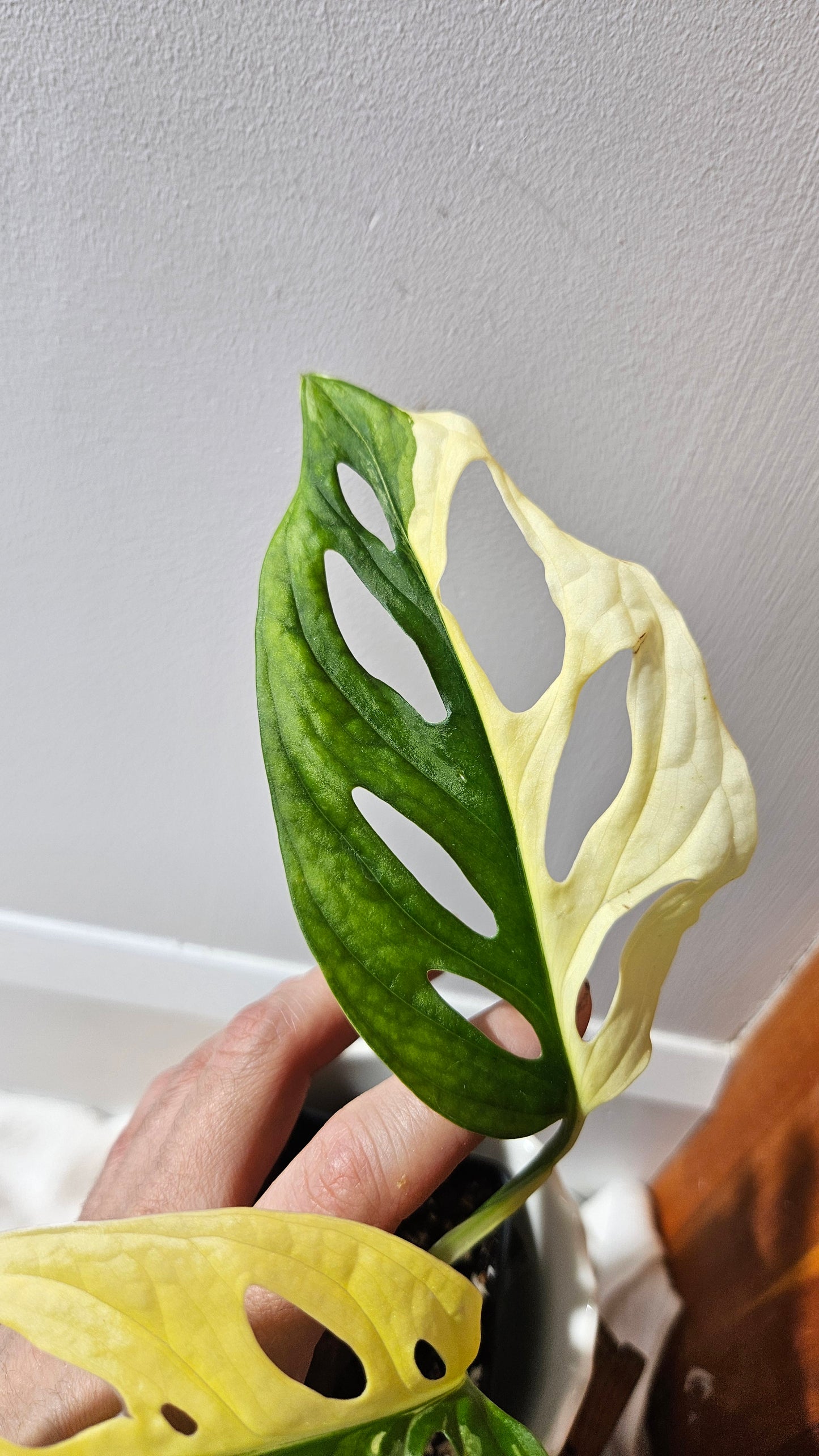 Monstera Andasonii Tricolore (MON-416)