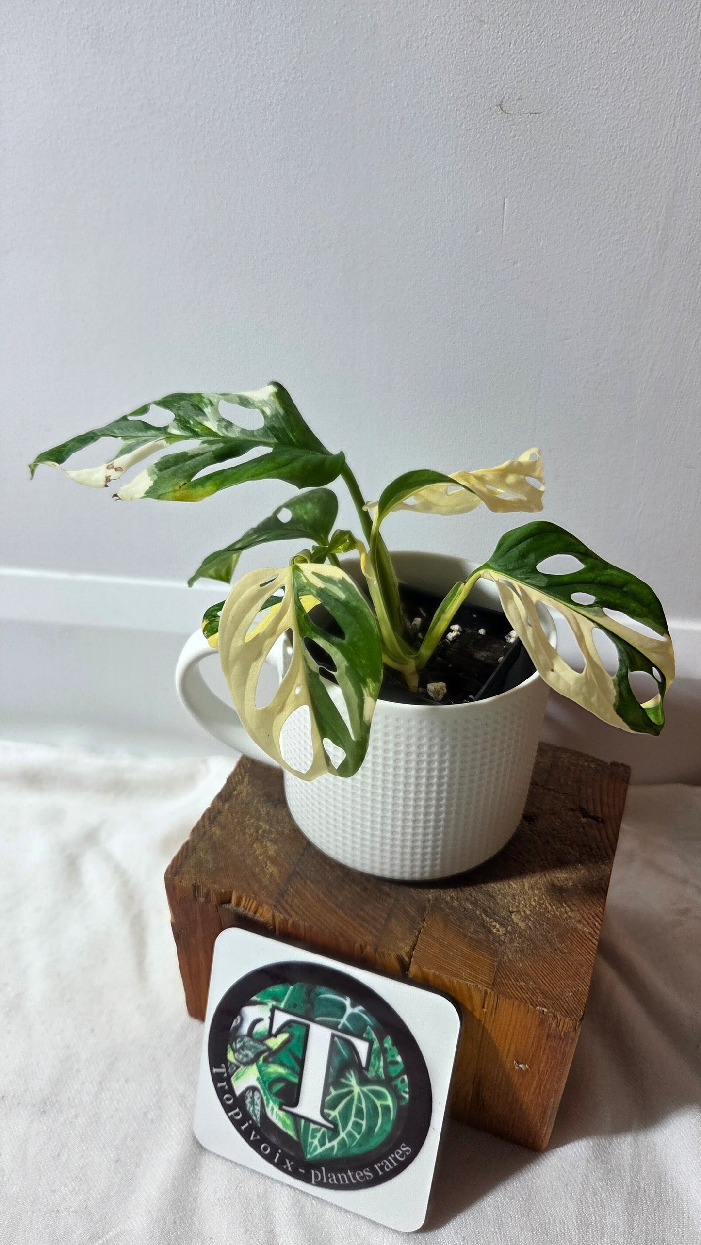 Monstera Andasonii Tricolore (MON-511)