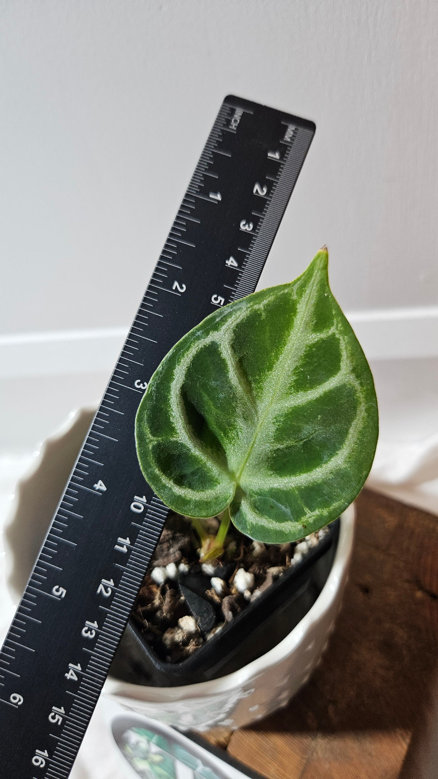 Anthurium Dorayaki Silver "format PETIT"( ANT-577)