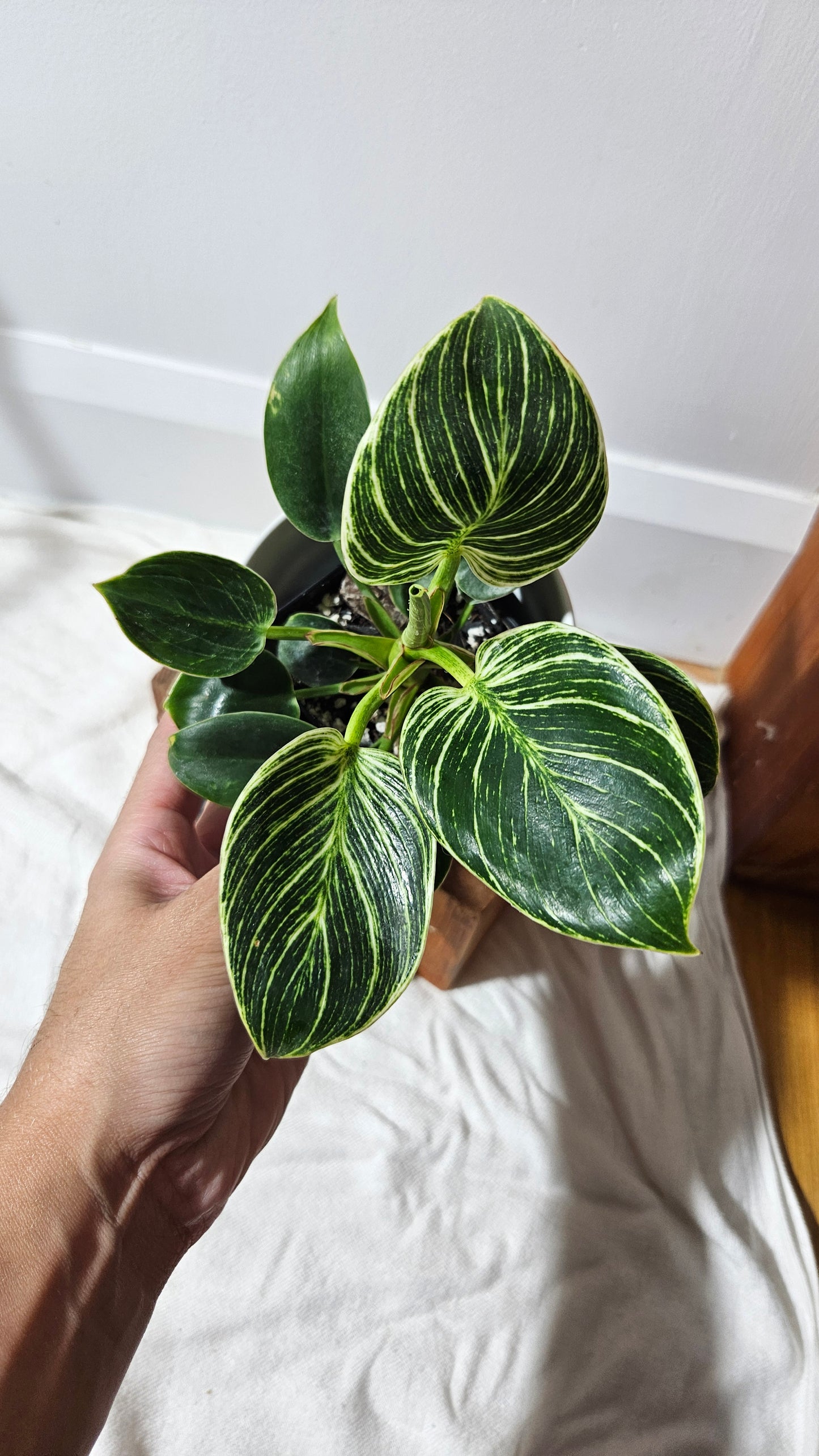 Philodendron Birkin (PHI-608)