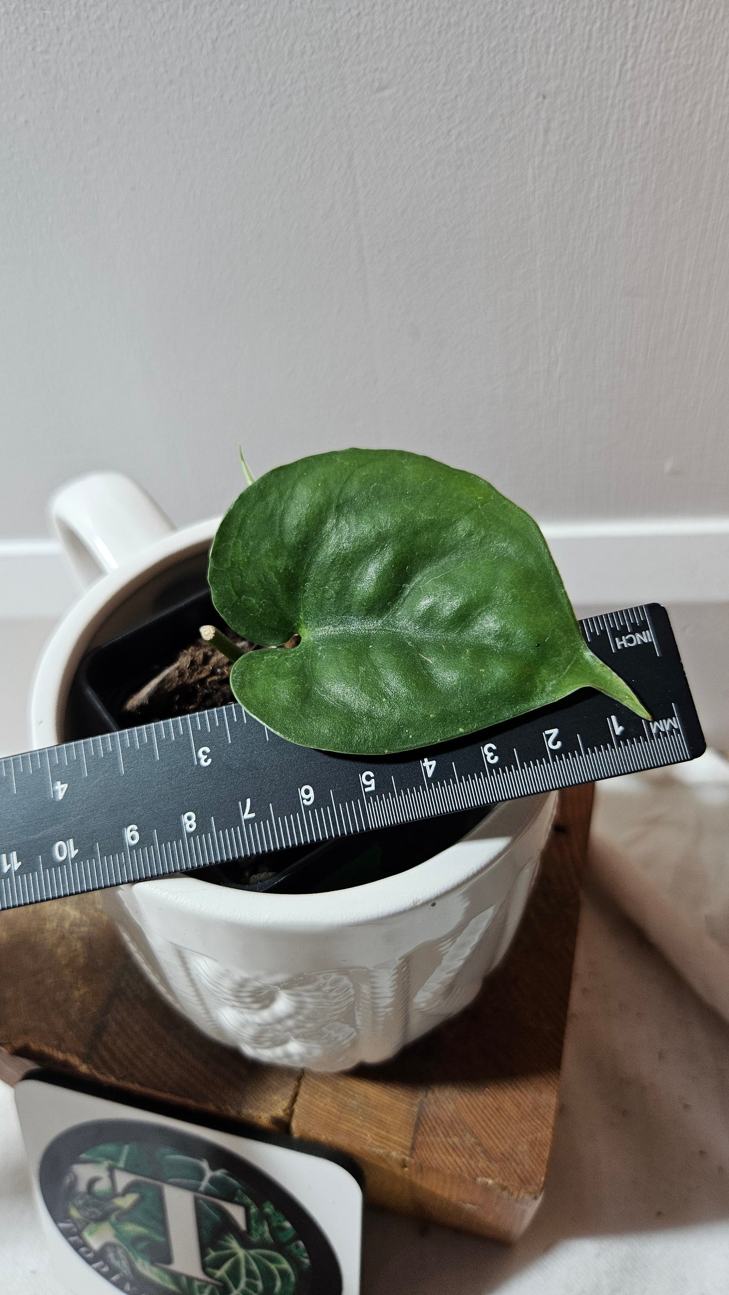 Scindapsus Lucens (SCI-1259)