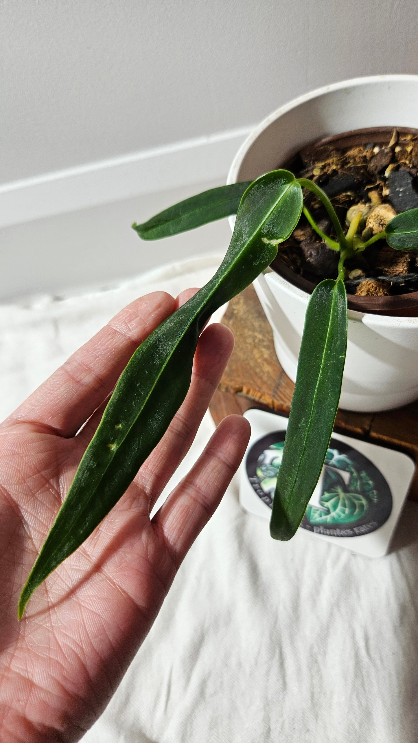 Anthurium Cirinoi aff Black Velvet "format MOYEN"(ANT-624)