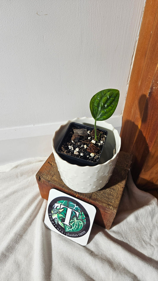 Monstera Karstenianum/Peru Variegata (MON-402)