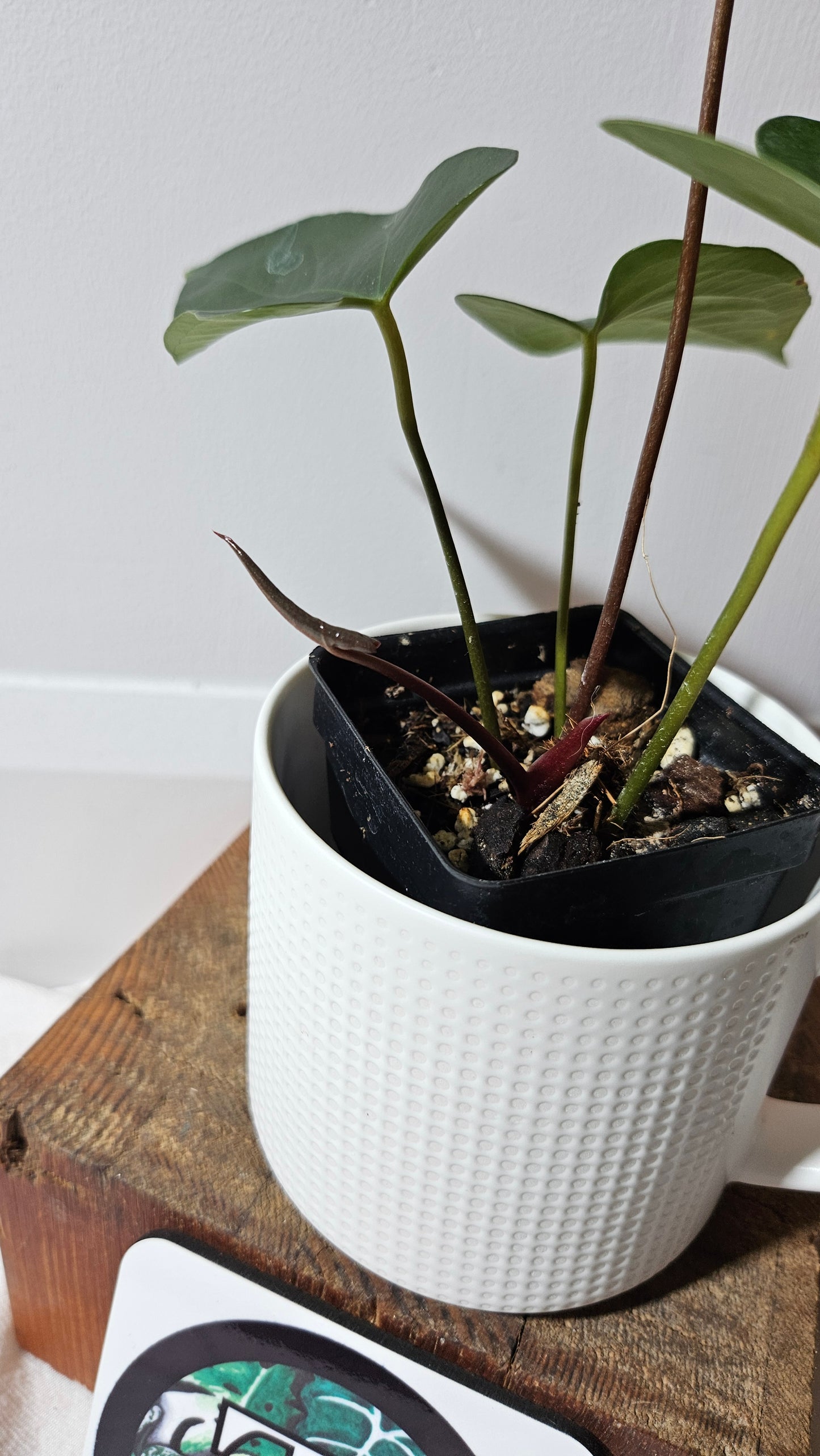 Anthurium Magnificum X AOS X Napo "format MOYEN" (ANT-637)