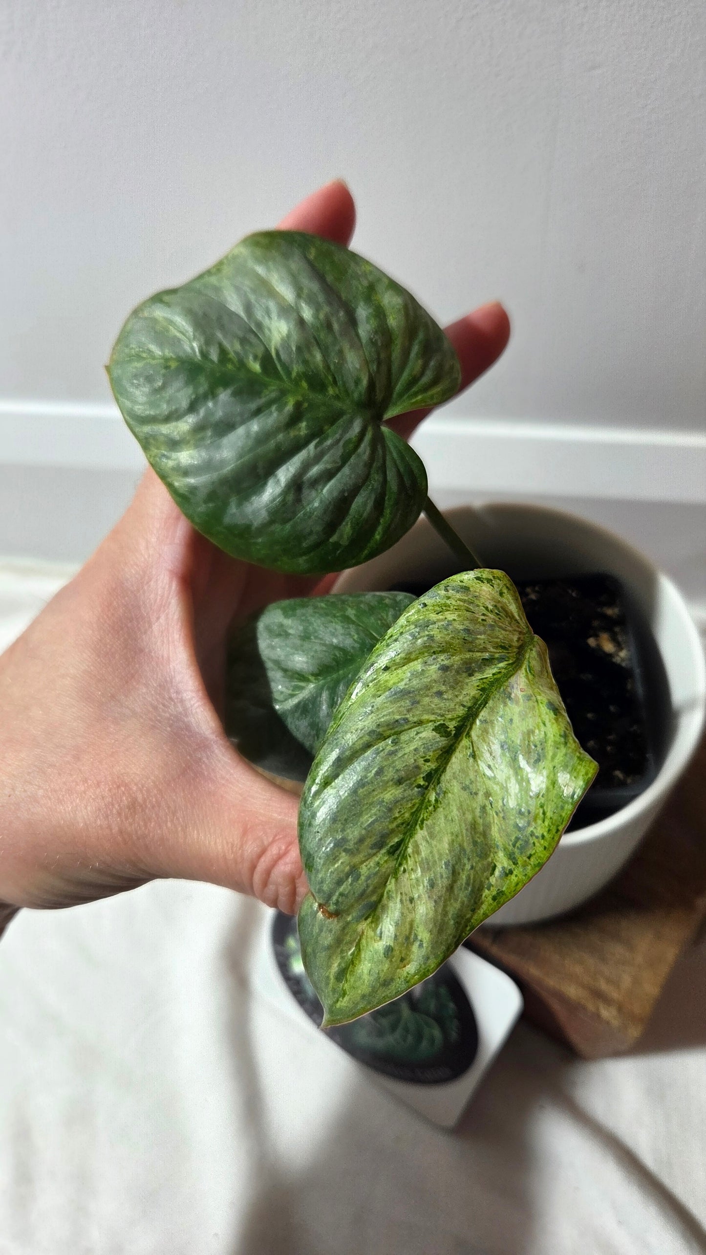 Philodendron Sodiroi Variegata (PHI-512)