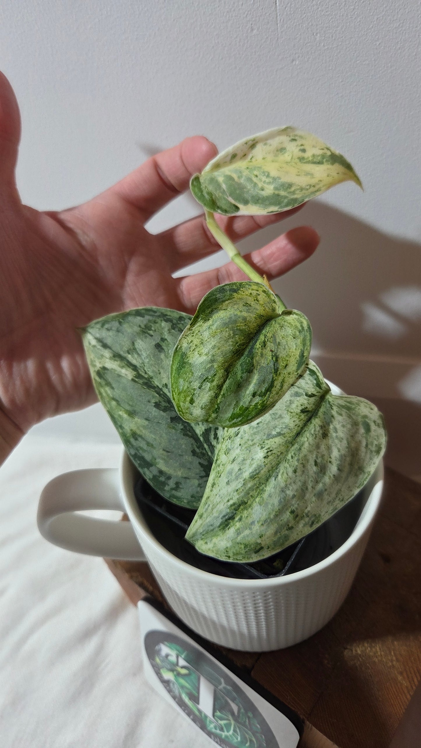 Scindapsus Peasun (SCI-1059)