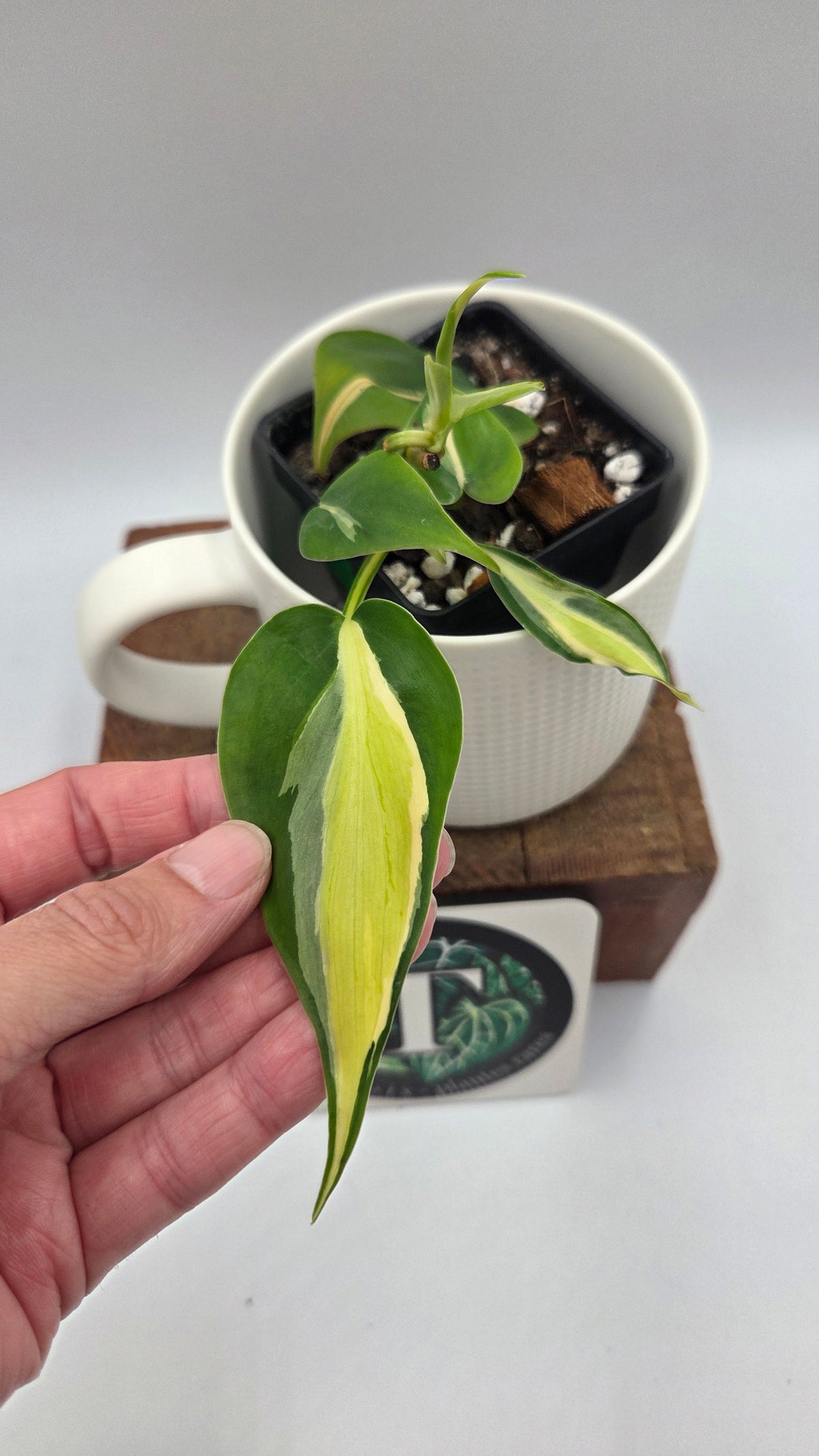Philodendron Hederaceum Silver Stripe (PHI-1106)
