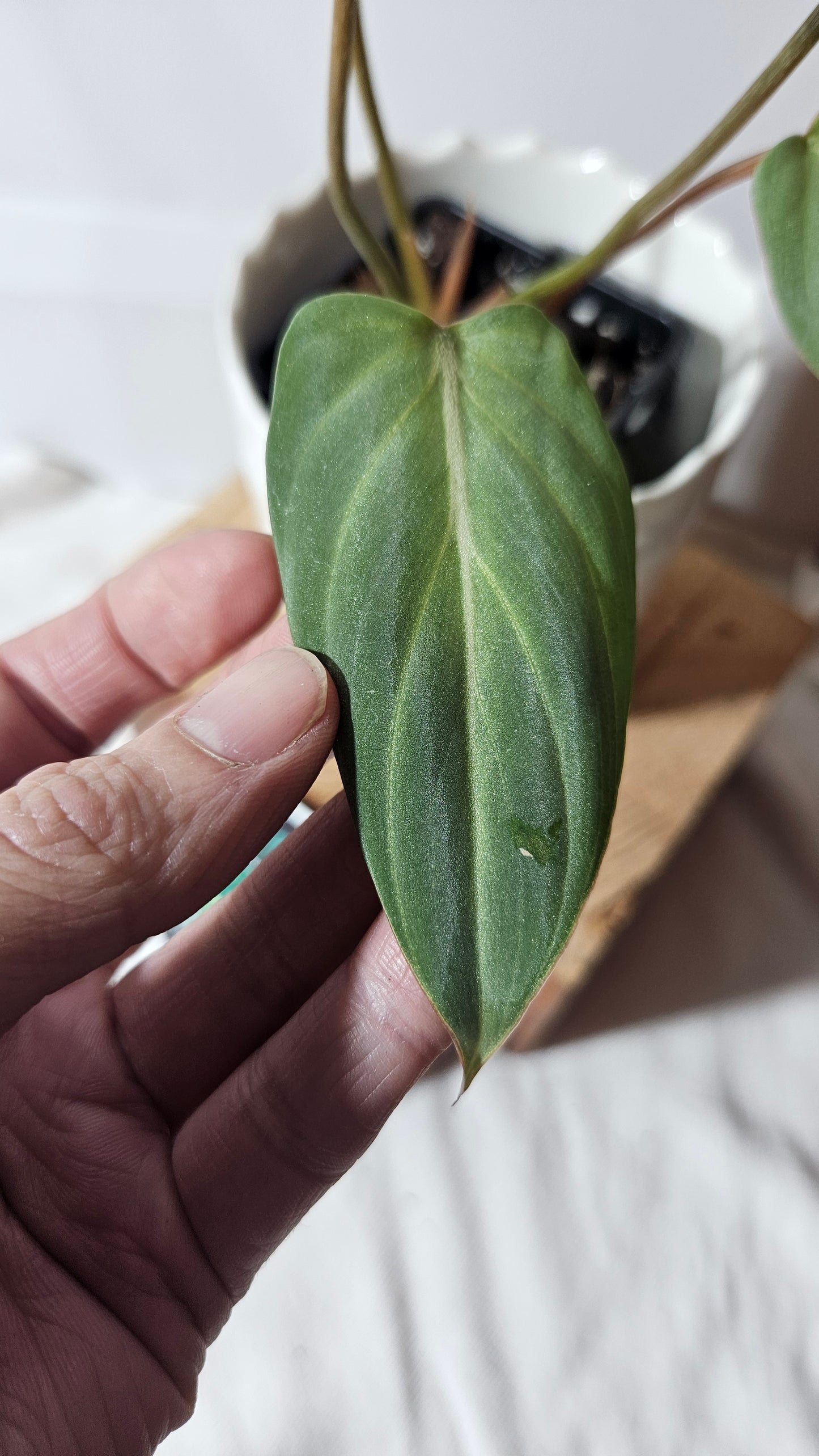 Philodendron Gloriosum Platinum (PHI-670)