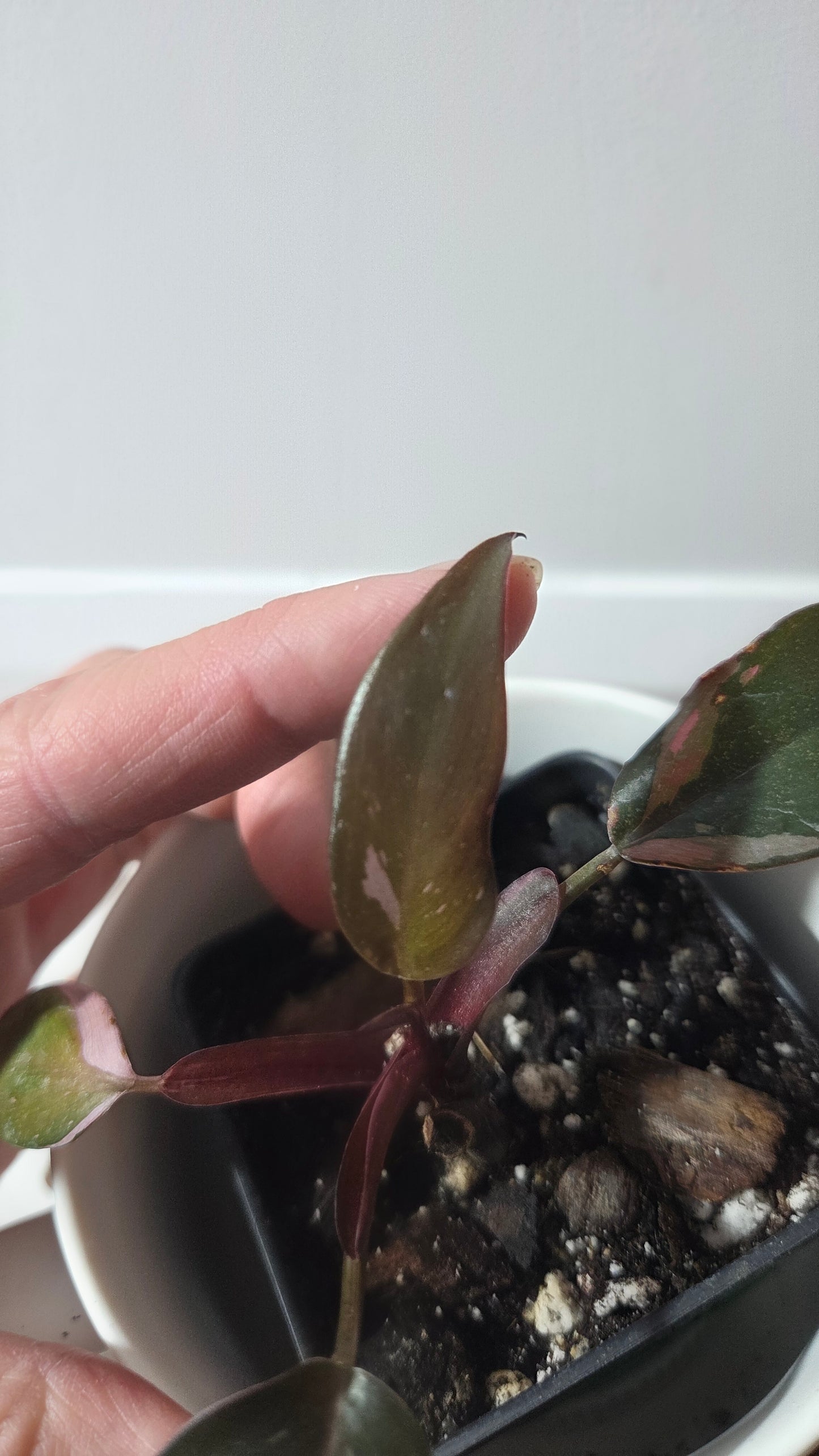 Philodendron Black Cherry (PHI-986)