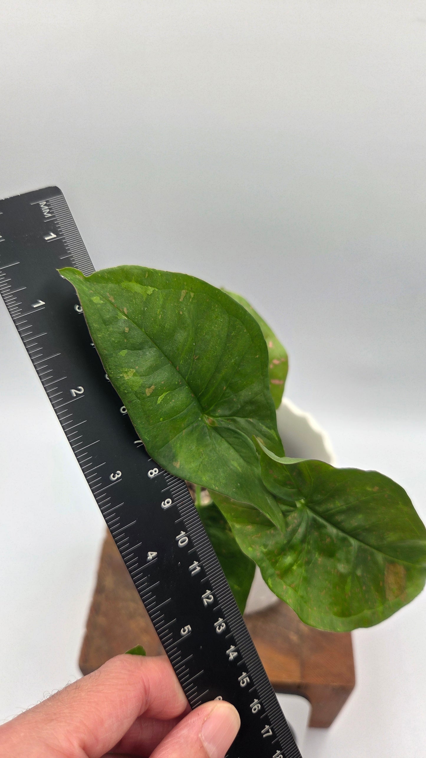 Syngonium Pink Splash Allusion (SYN-504)