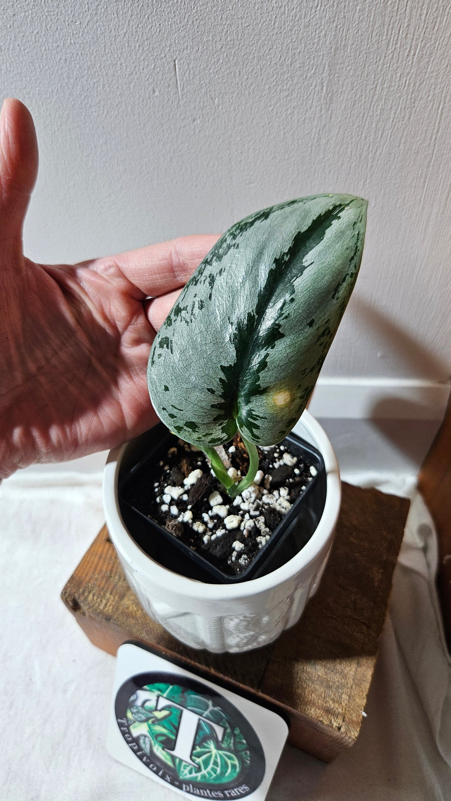 Scindapsus Sparkling Silver (SCI-1125)