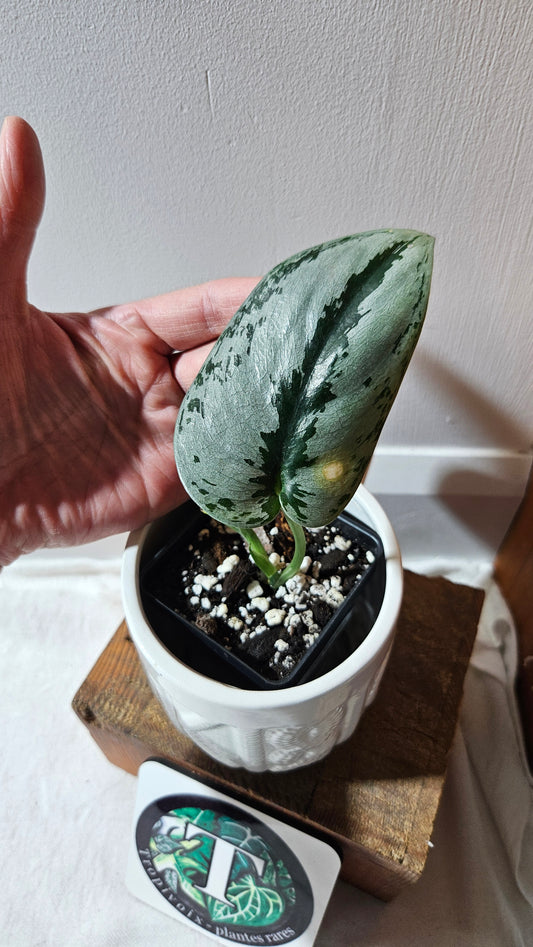 Scindapsus Sparkling Silver (SCI-1125)