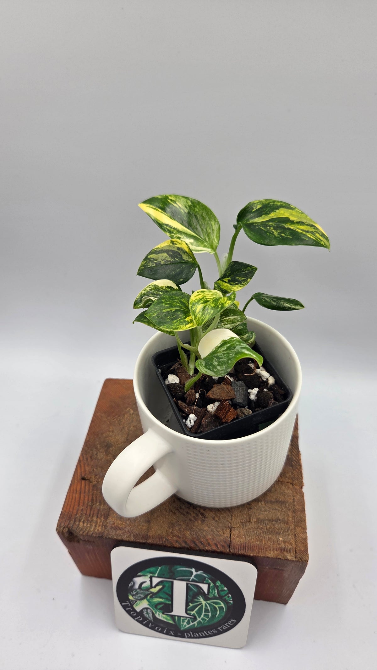 Monstera Standleyana Aurea (MON-582)