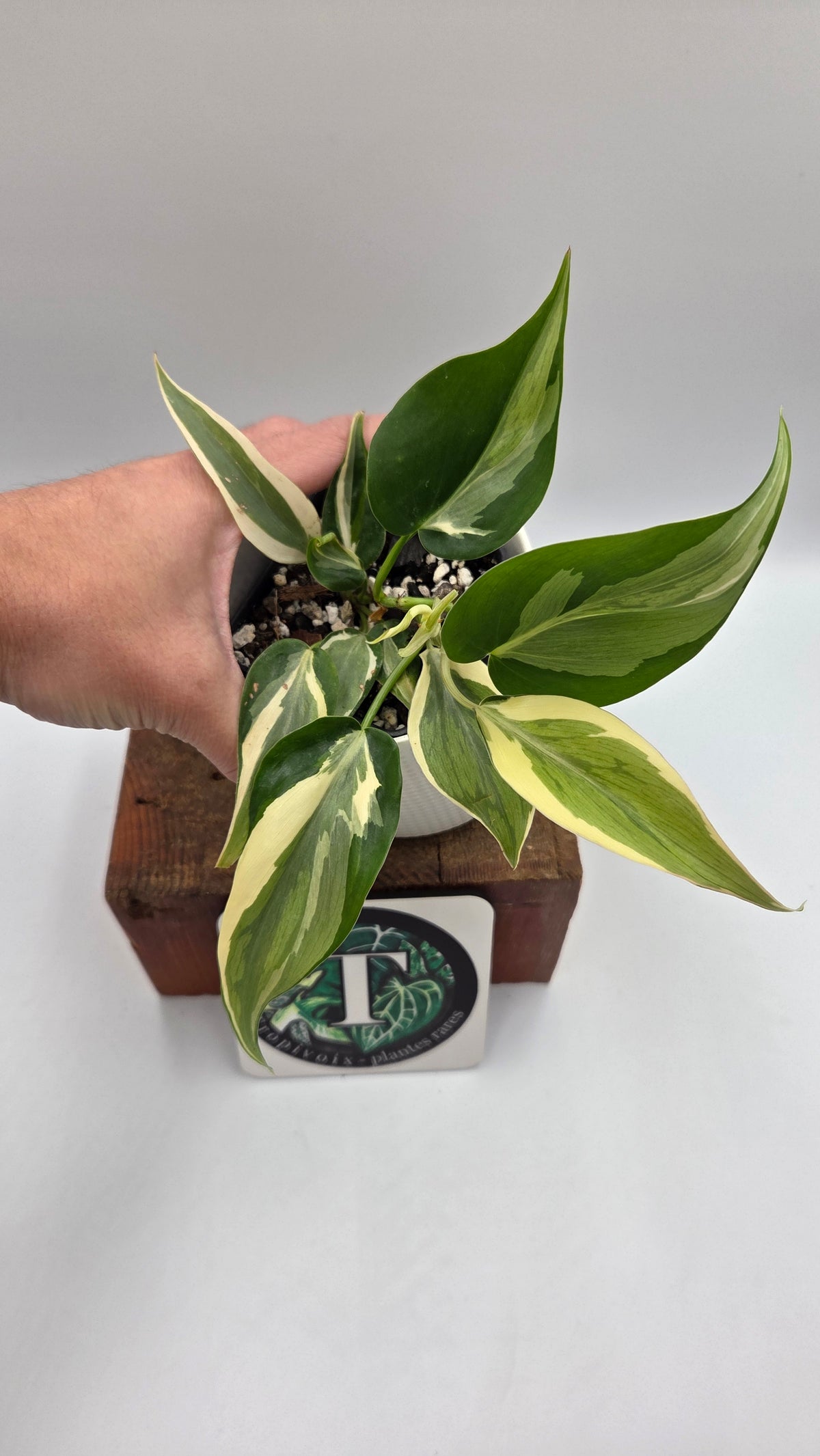 Philodendron Hederaceum Rio (PHI-1107)