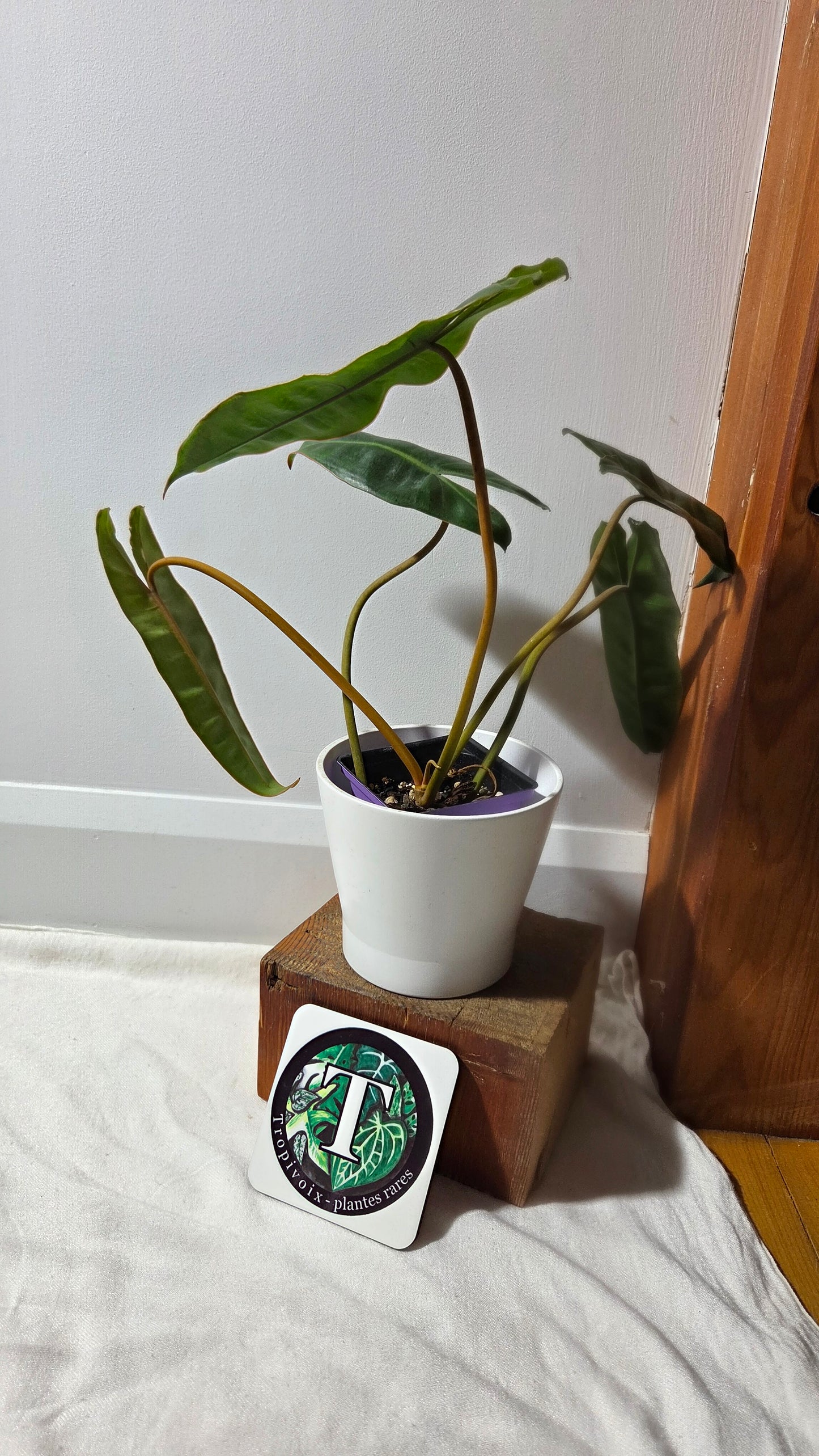 Philodendron Billietiae (PHI-961)