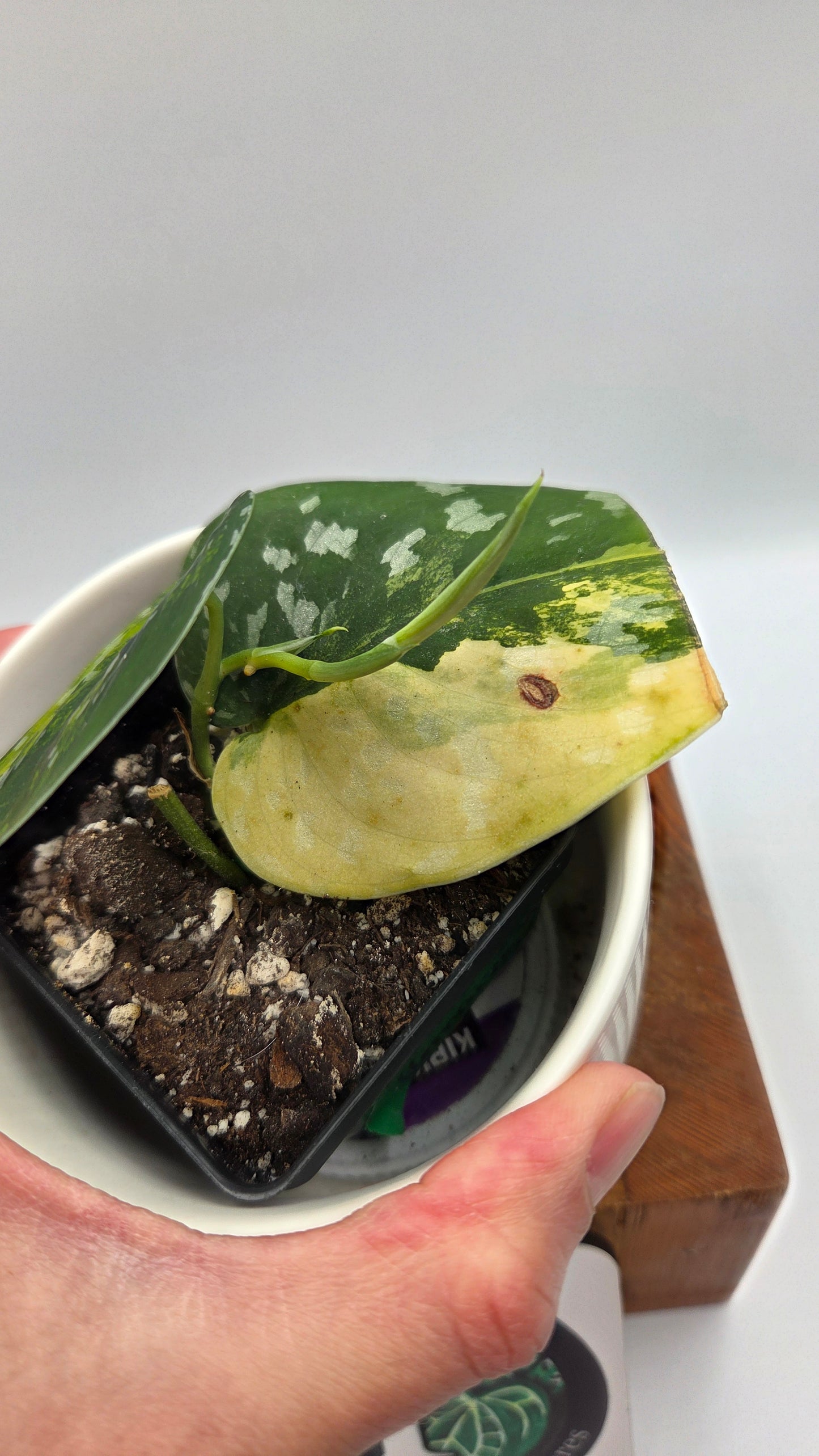 Scindapsus Sentarum (SCI-1131)