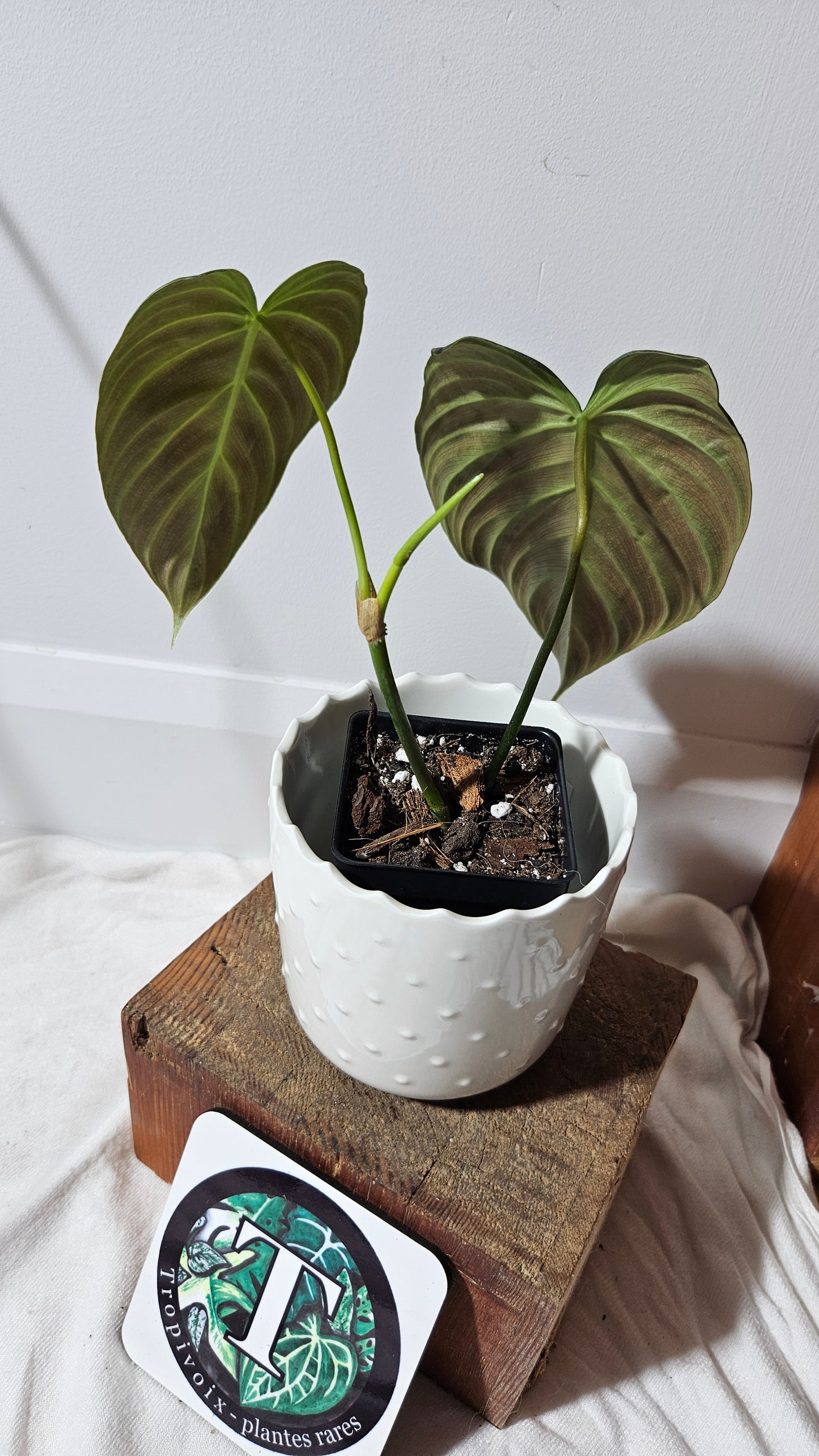 Philodendron Splendide (PHI-590)