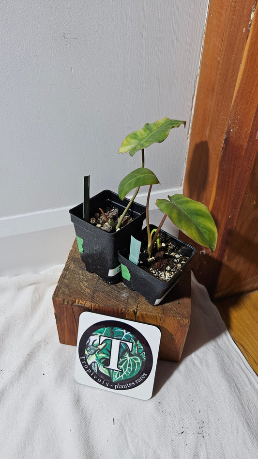"FREEBIE"  Philodendron Paraiso Verde          1 FREEBIE/PERSONNE (avec achat minimal de 60$ avant taxes)