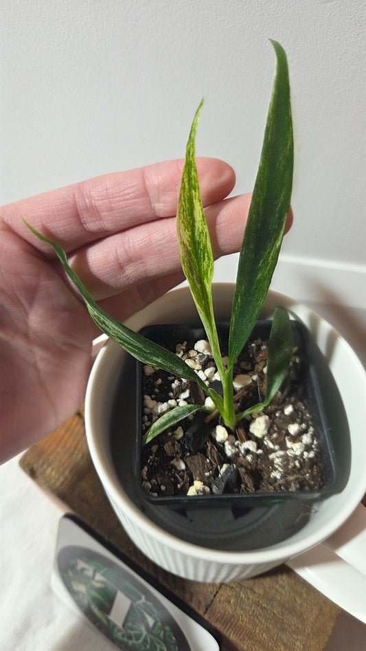 Rhaphidophora Megasperma Variegata (AUT-084)