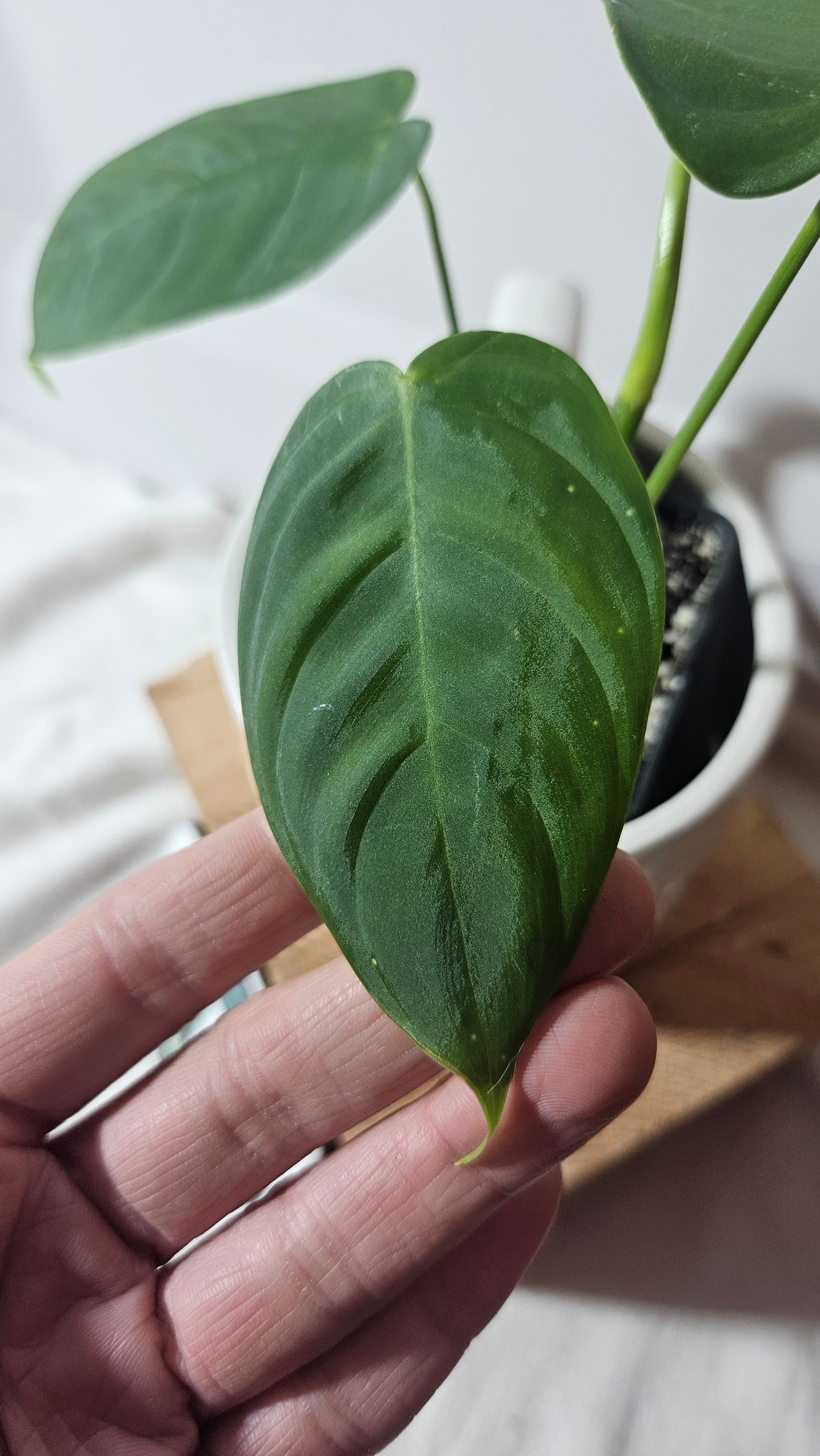 Philodendron Sharoniae (PHI-651)