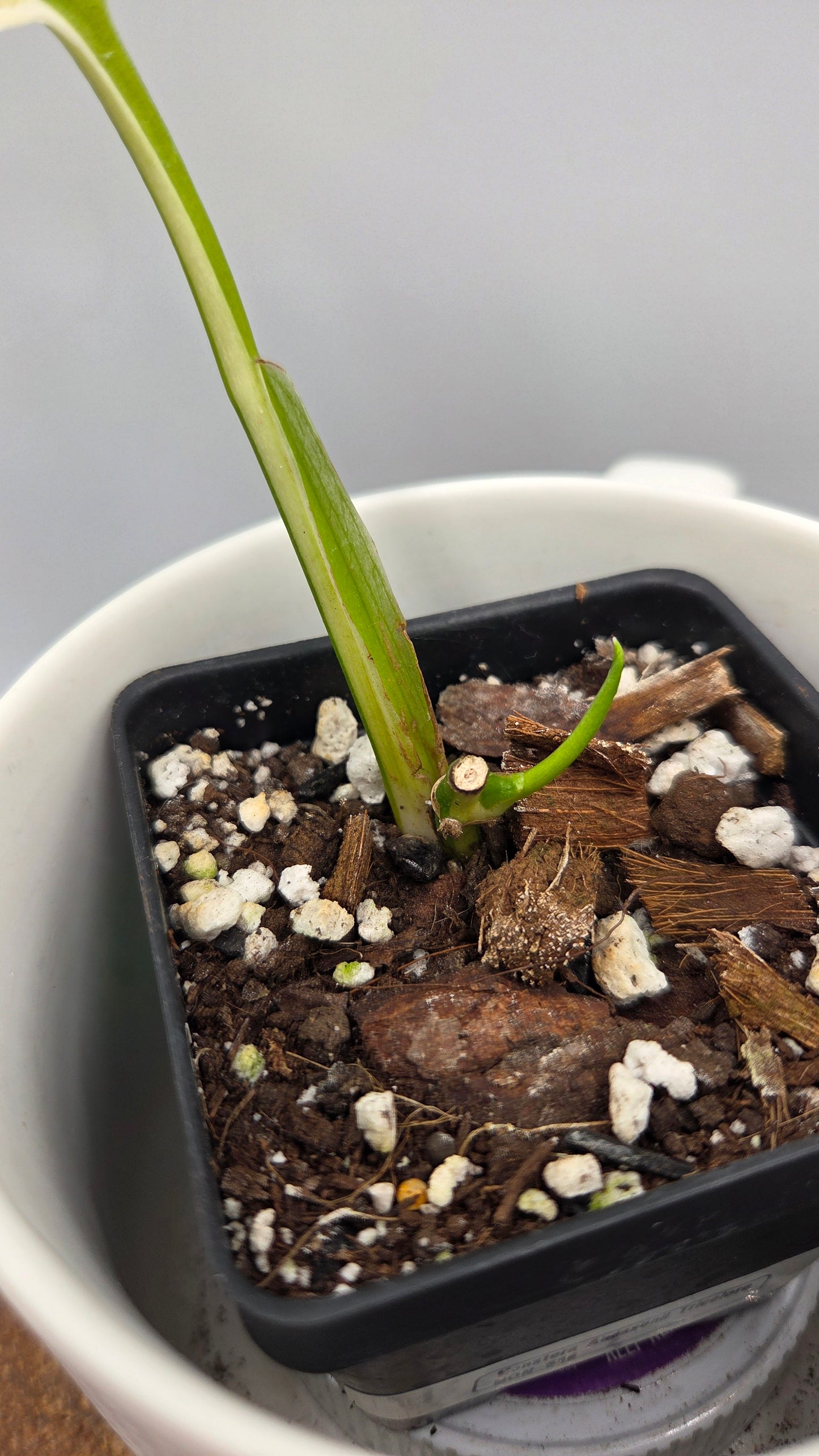 Monstera Andasonii Tricolore (MON-536)