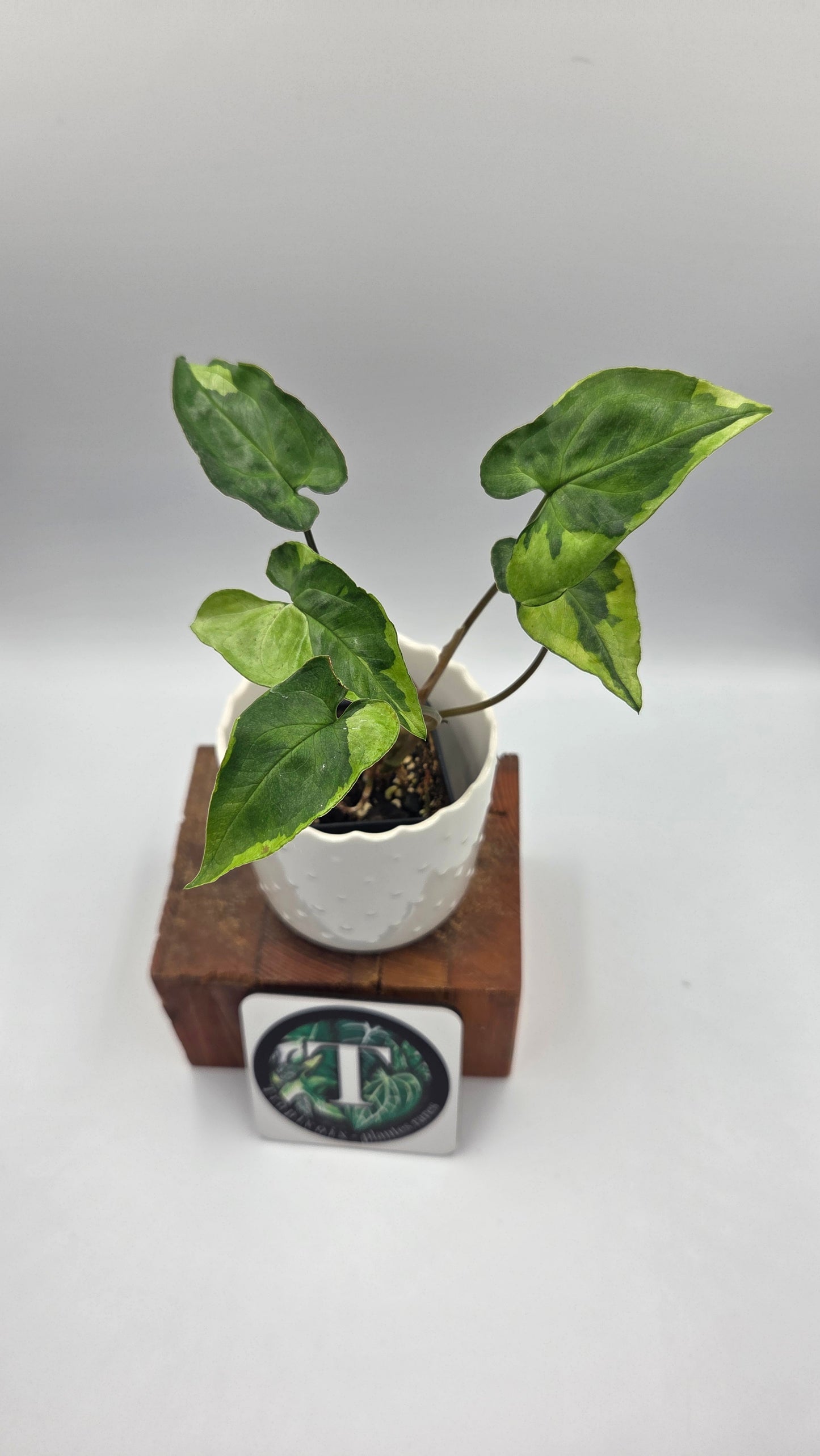 Syngonium Three kings (SYN-498)