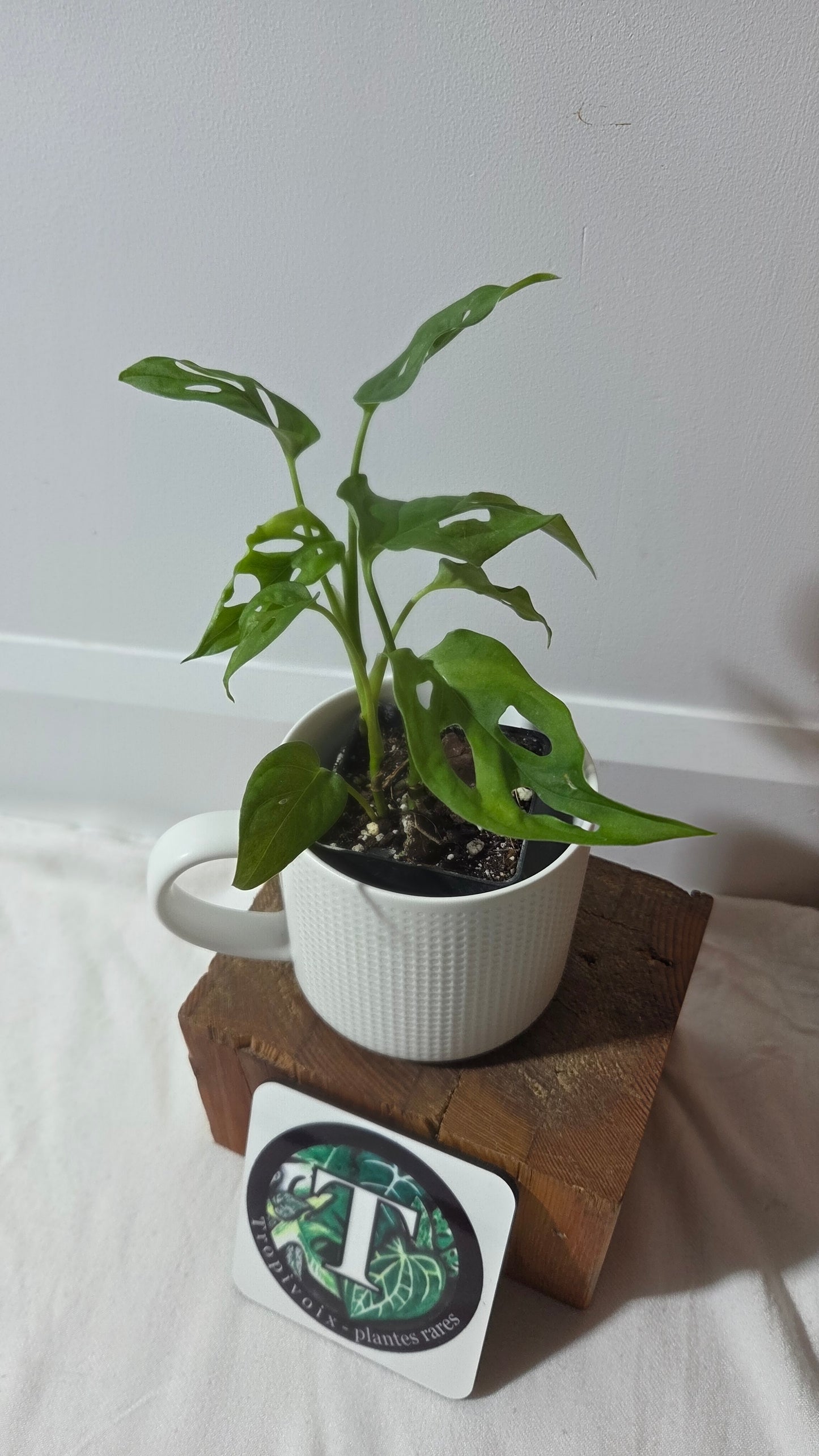 Monstera Obliqua Aff Patchicutza (MON-506)