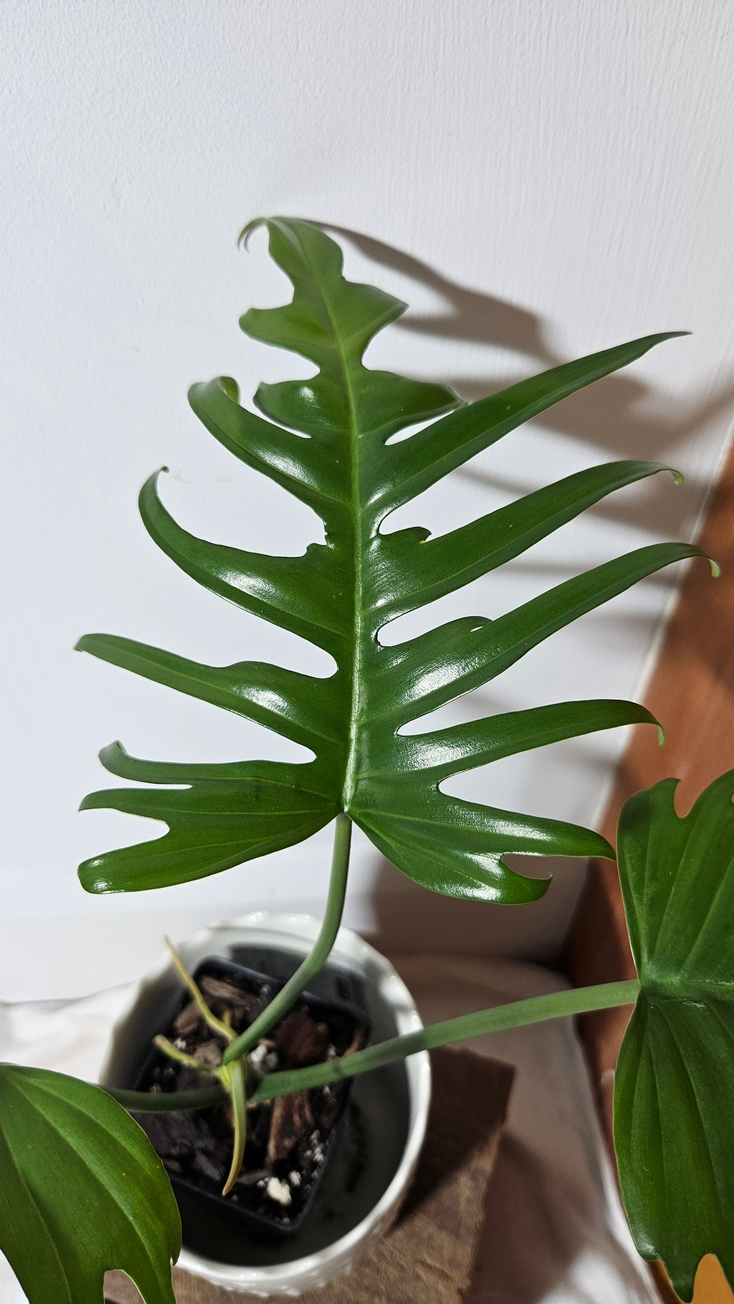 Philodendron Florida Beauty X Tortum REVERT(PHI-663)