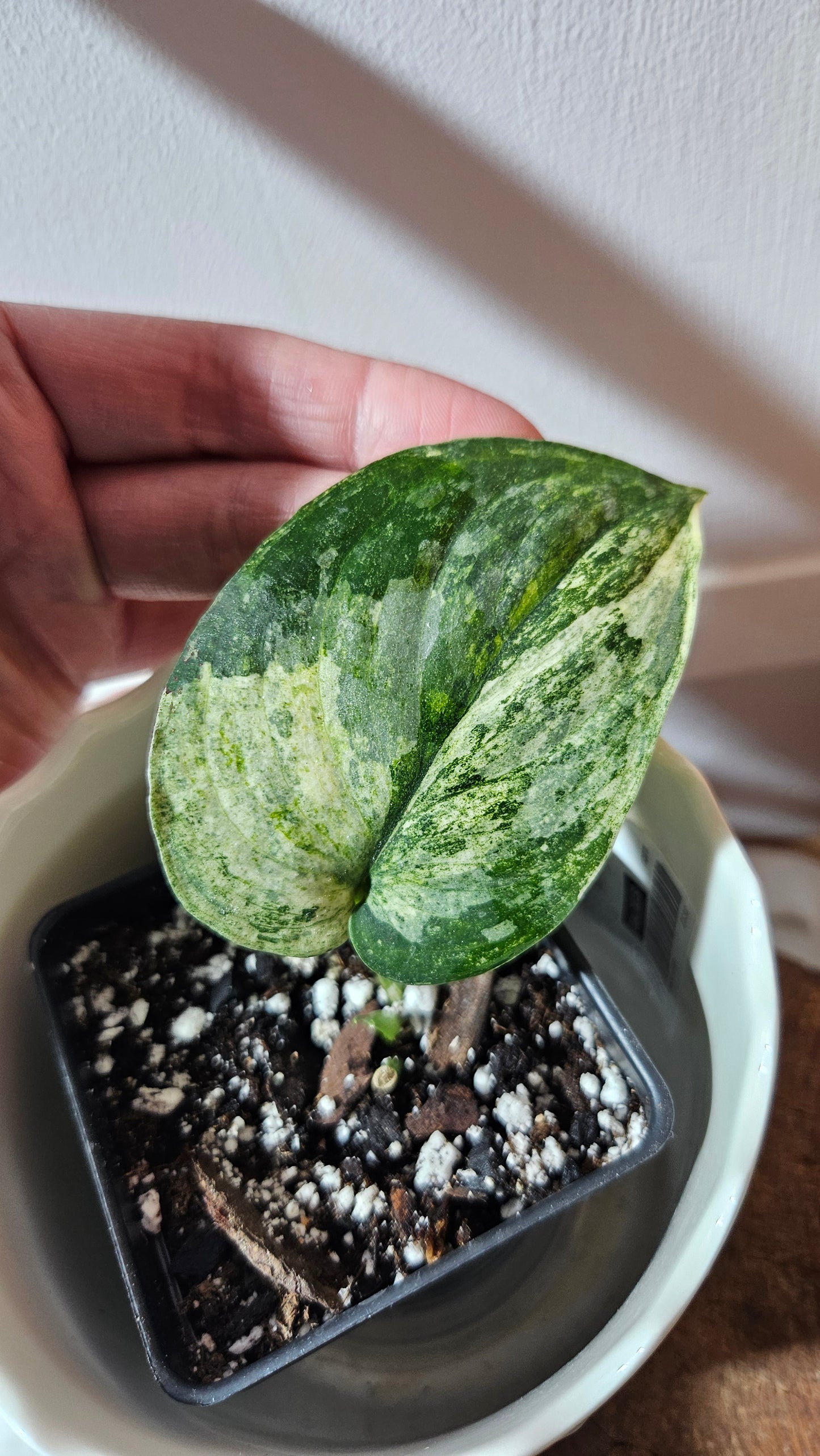 Scindapsus Dark Splash Variegata (SCI-757)