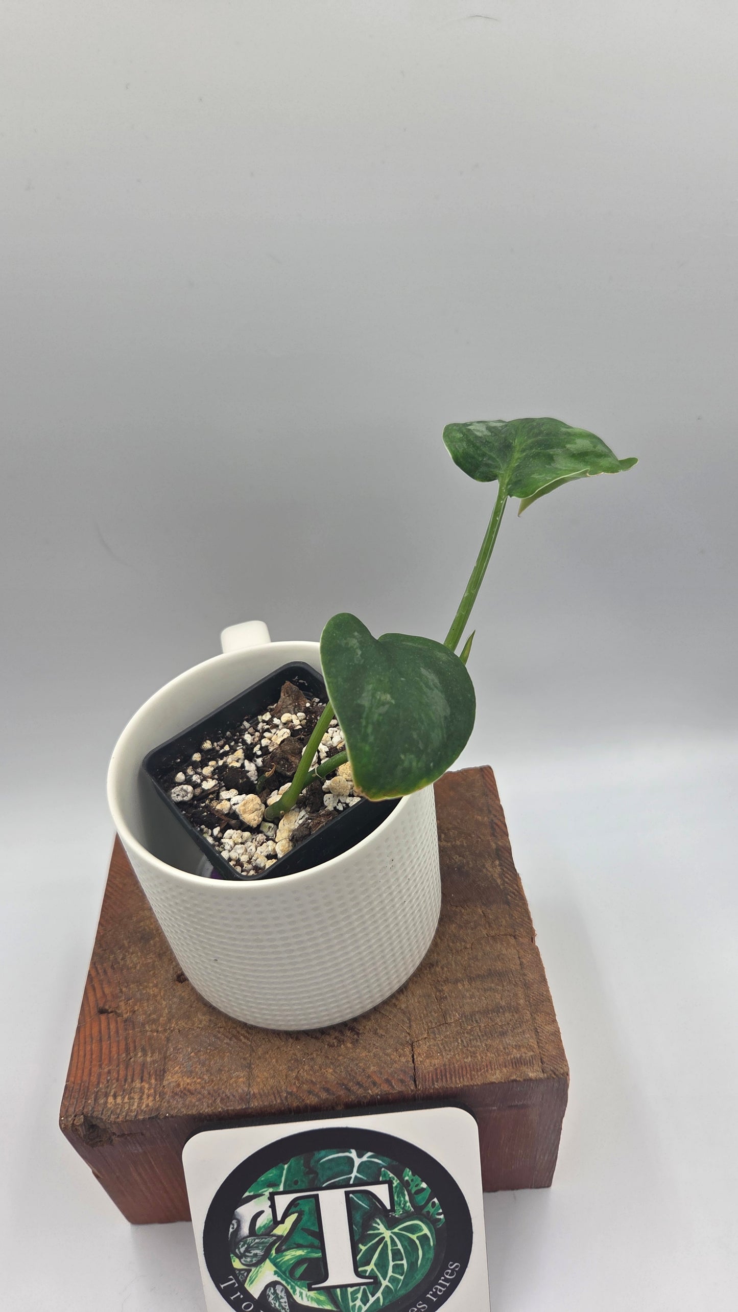 Scindapsus Green Emerald (SCI-1477)