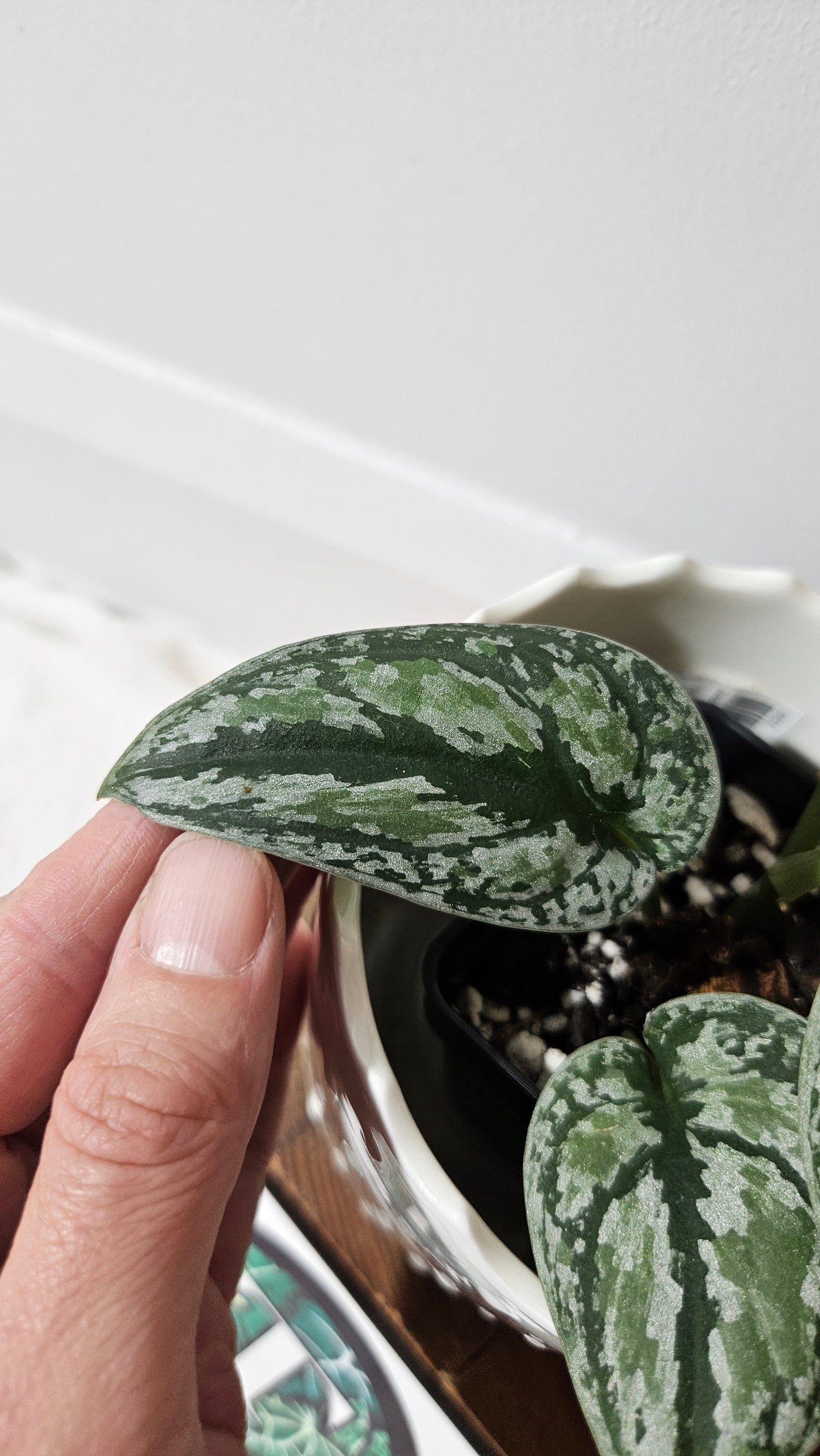 Scindapsus Tricolore silver Platinum (SCI-994)